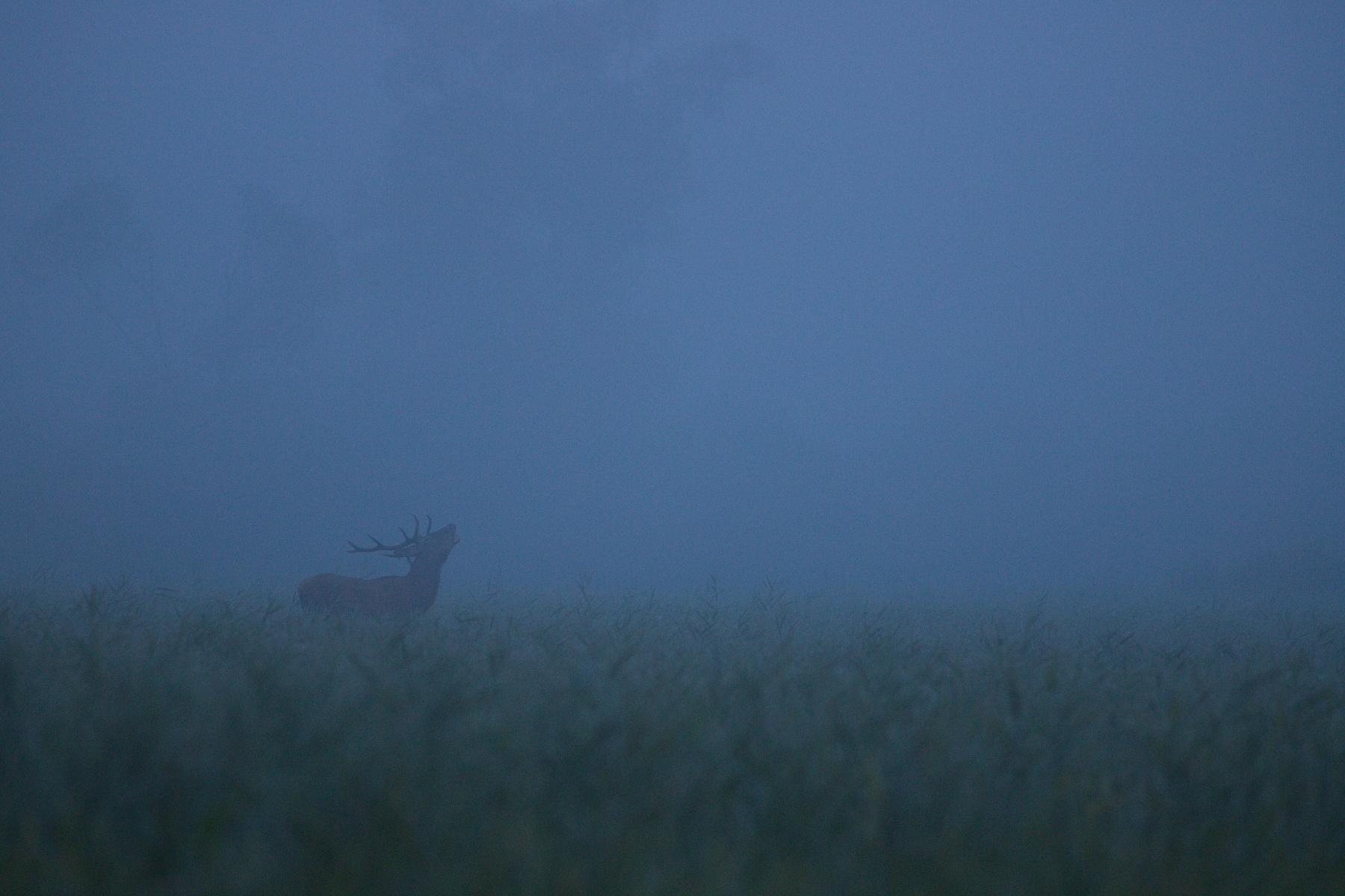jeleň lesný (Cervus elaphus) Red deer, NPR Kláštorské lúky, Turčianska kotlina, Slovensko Canon EOS 6D mark II, Canon 400 mm f5.6 L USM, f5.6, 1/160, ISO 2000, 16. september 2019