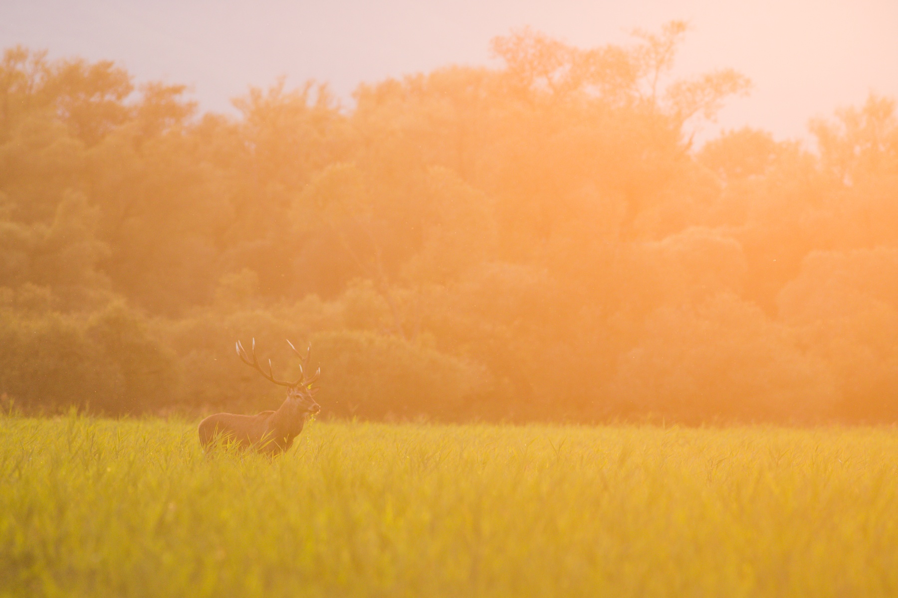 jeleň lesný (Cervus elaphus) Red deer, NPR Kláštorské lúky, Turčianska kotlina, Slovensko Canon EOS 6D mark II, Canon 400 mm f5.6 L USM, f6.3, 1/400, ISO 1000, 15. september 2019