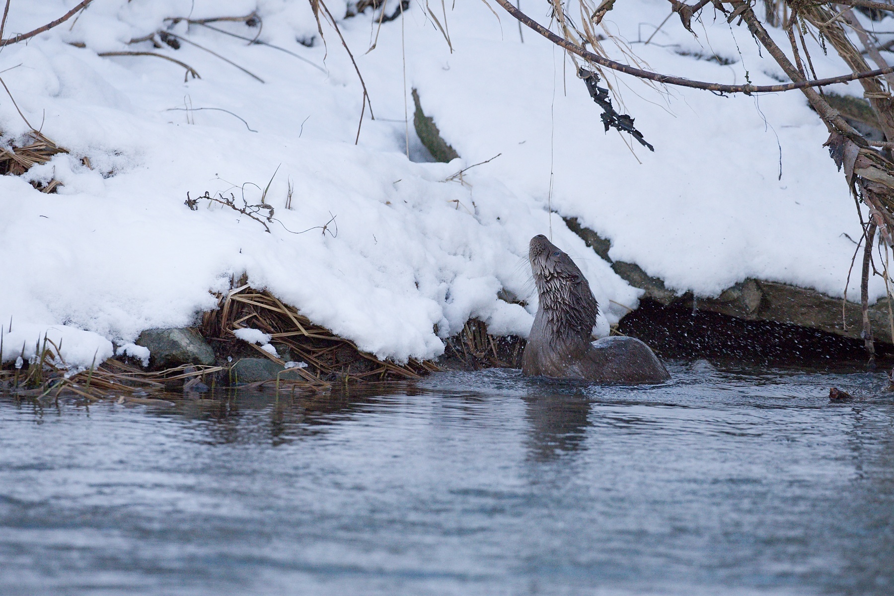 vydra riečna (Lutra lutra) Eurasian otter, rieka Turiec, Turčianska kotlina, Slovensko