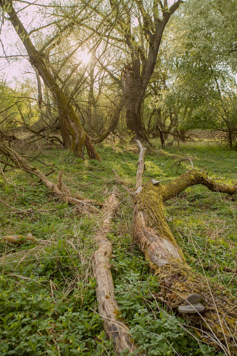 lužný les, NPR Kláštorské lúky, Turčianska kotlina, Slovensko Canon EOS 6D mark II, Canon 17-40 f4 L USM, 40 mm, f8, 1/125, ISO 320, 1. máj 2020