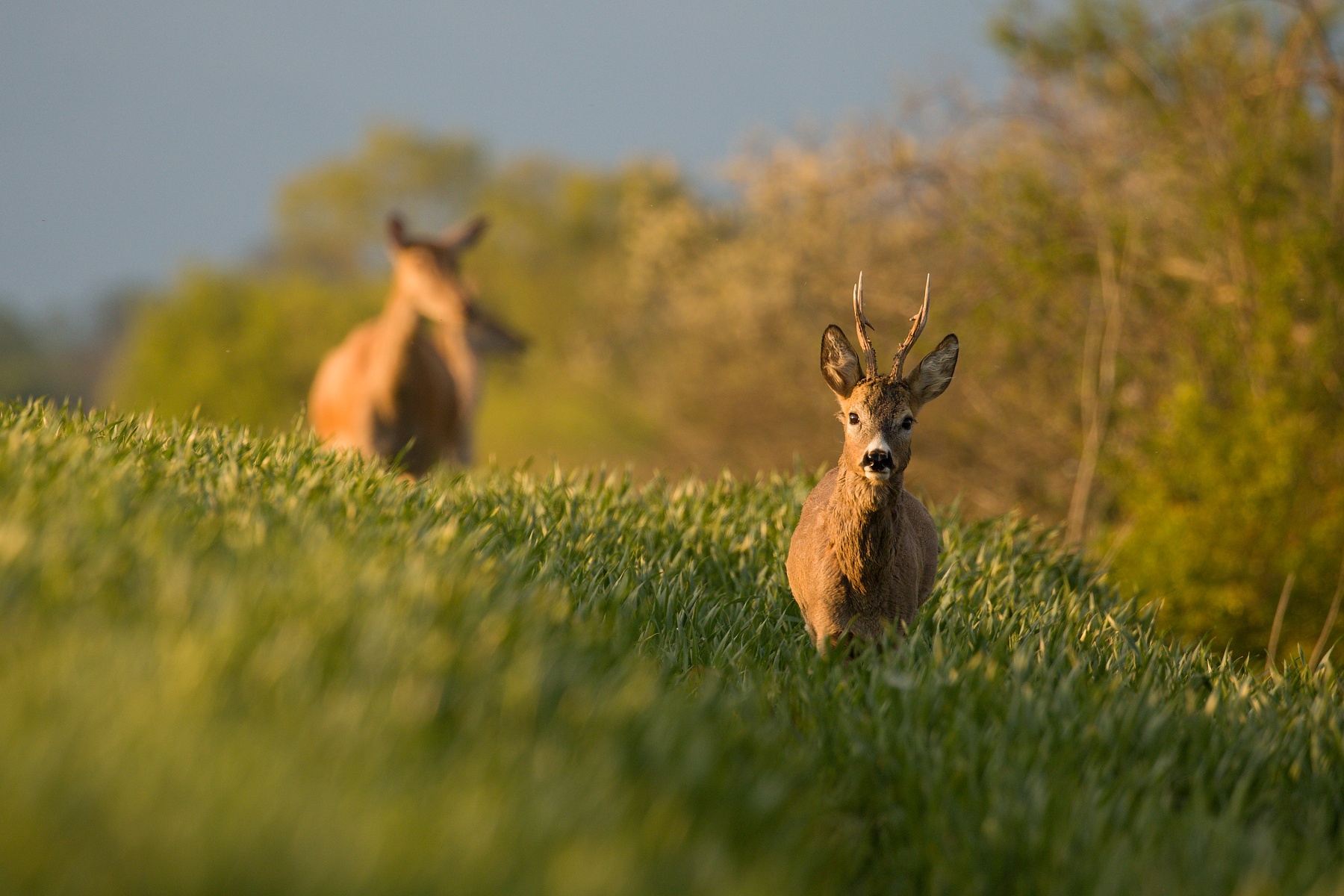 srnec lesný (Capreolus capreolus) Roe deer, Turčianska kotlina, Slovensko Canon EOS 6D mark II, Canon 100-400 mm f4.5-5.6 L IS II USM, 400 mm, f5.6, 1/400, ISO 400, 16. máj 2020