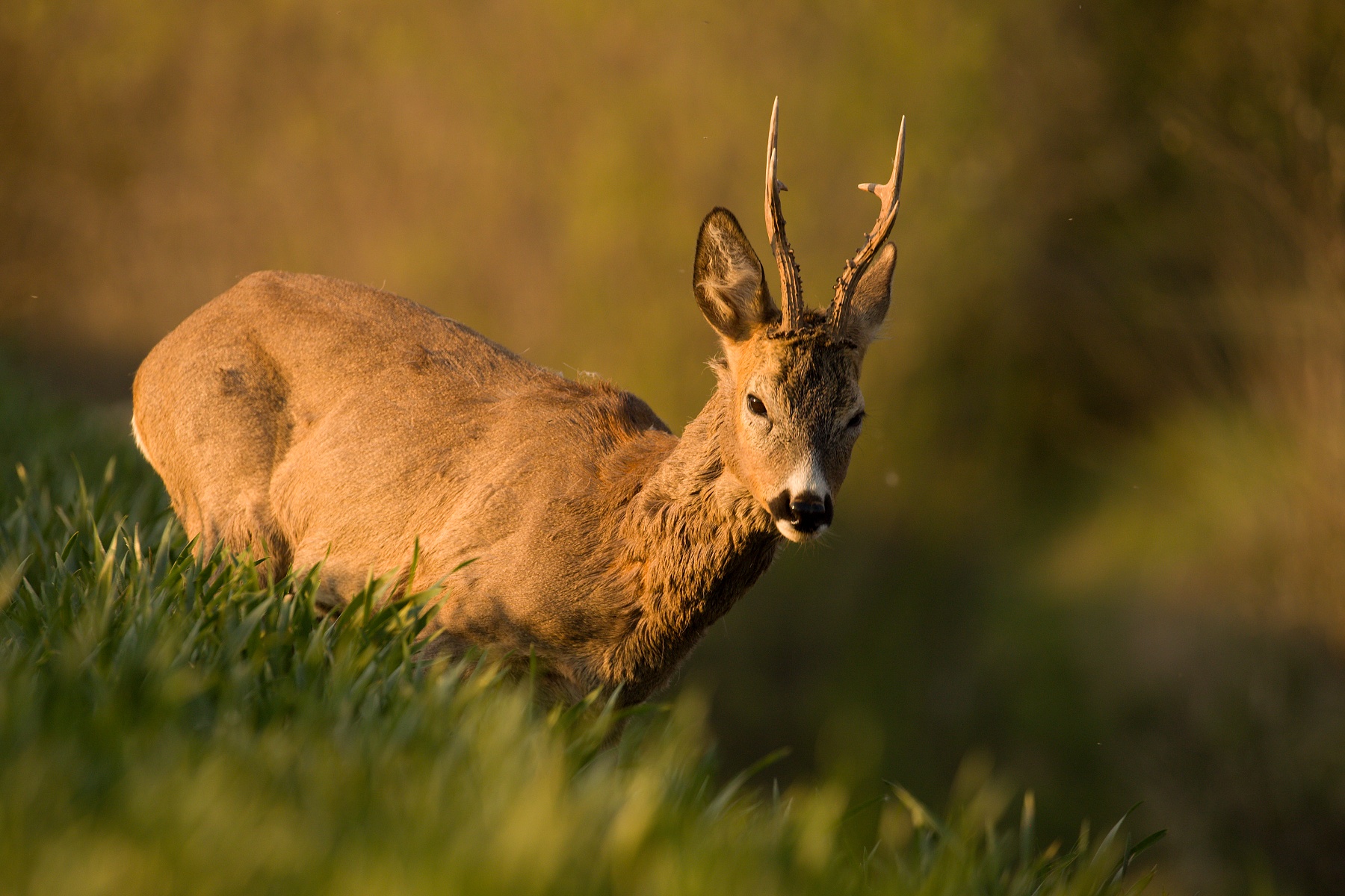 srnec lesný (Capreolus capreolus) Roe deer, Turčianska kotlina, Slovensko Canon EOS 6D mark II, Canon 100-400 mm f4.5-5.6 L IS II USM, 400 mm, f5.6, 1/400, ISO 400, 16. máj 2020