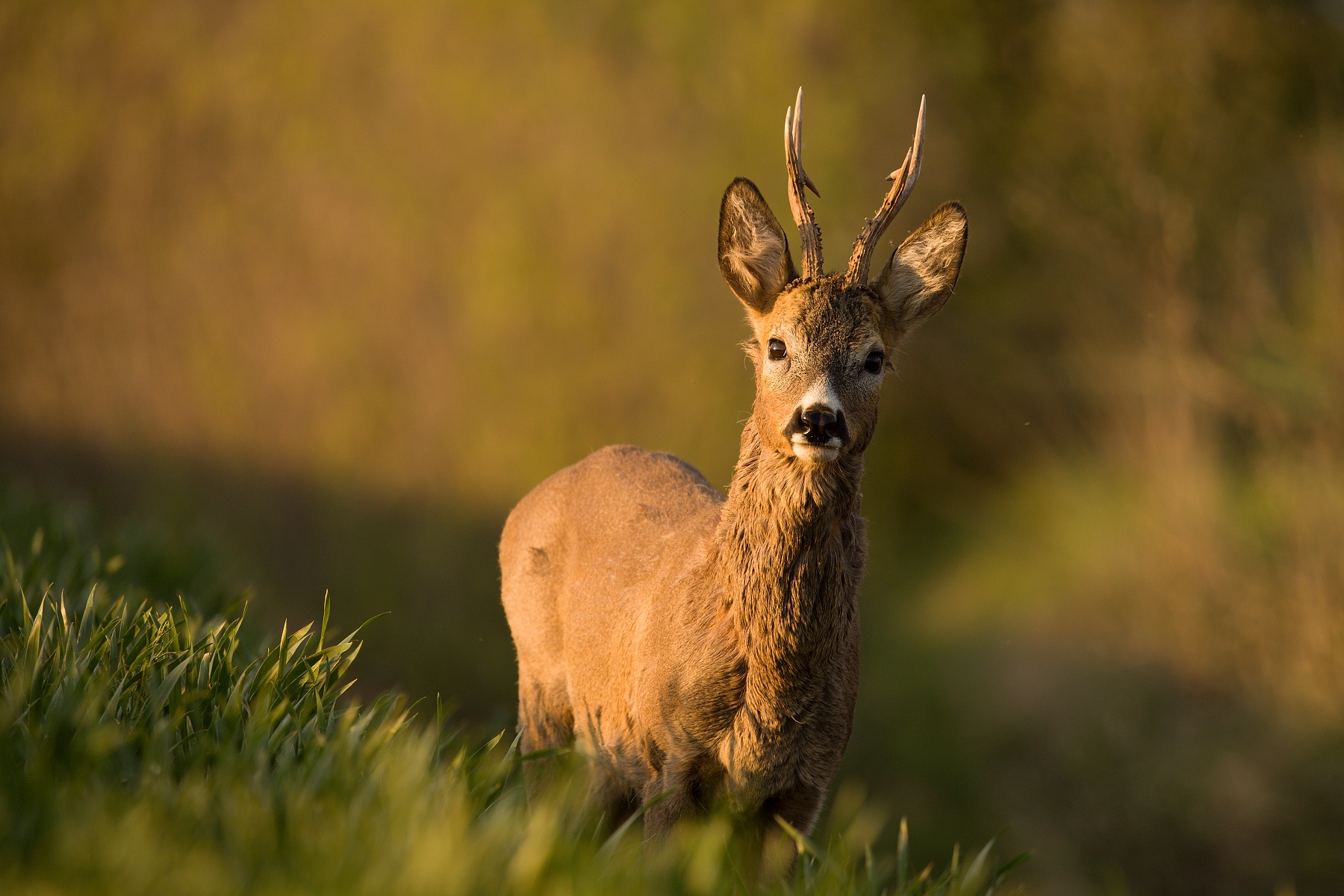 srnec lesný (Capreolus capreolus) Roe deer, Turčianska kotlina, Slovensko Canon EOS 6D mark II, Canon 100-400 mm f4.5-5.6 L IS II USM, 400 mm, f5.6, 1/400, ISO 400, 16. máj 2020