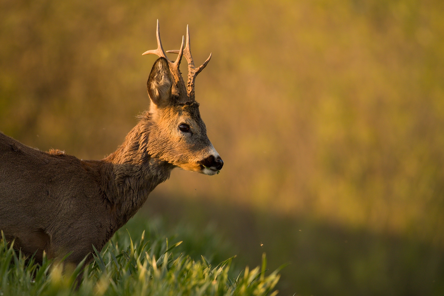 srnec lesný (Capreolus capreolus) Roe deer, Turčianska kotlina, Slovensko Canon EOS 6D mark II, Canon 100-400 mm f4.5-5.6 L IS II USM, 400 mm, f5.6, 1/320, ISO 400, 16. máj 2020