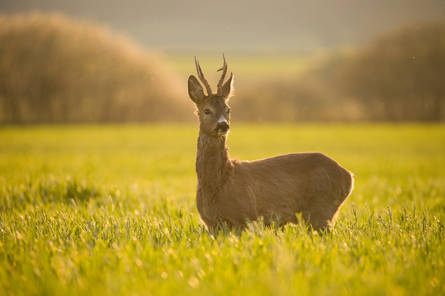 srnec lesný (Capreolus capreolus) Roe deer, Turčianska kotlina, Slovensko Canon EOS 6D mark II, Canon 100-400 mm f4.5-5.6 L IS II USM, 400 mm, f5.6, 1/500, ISO 400, 16. máj 2020