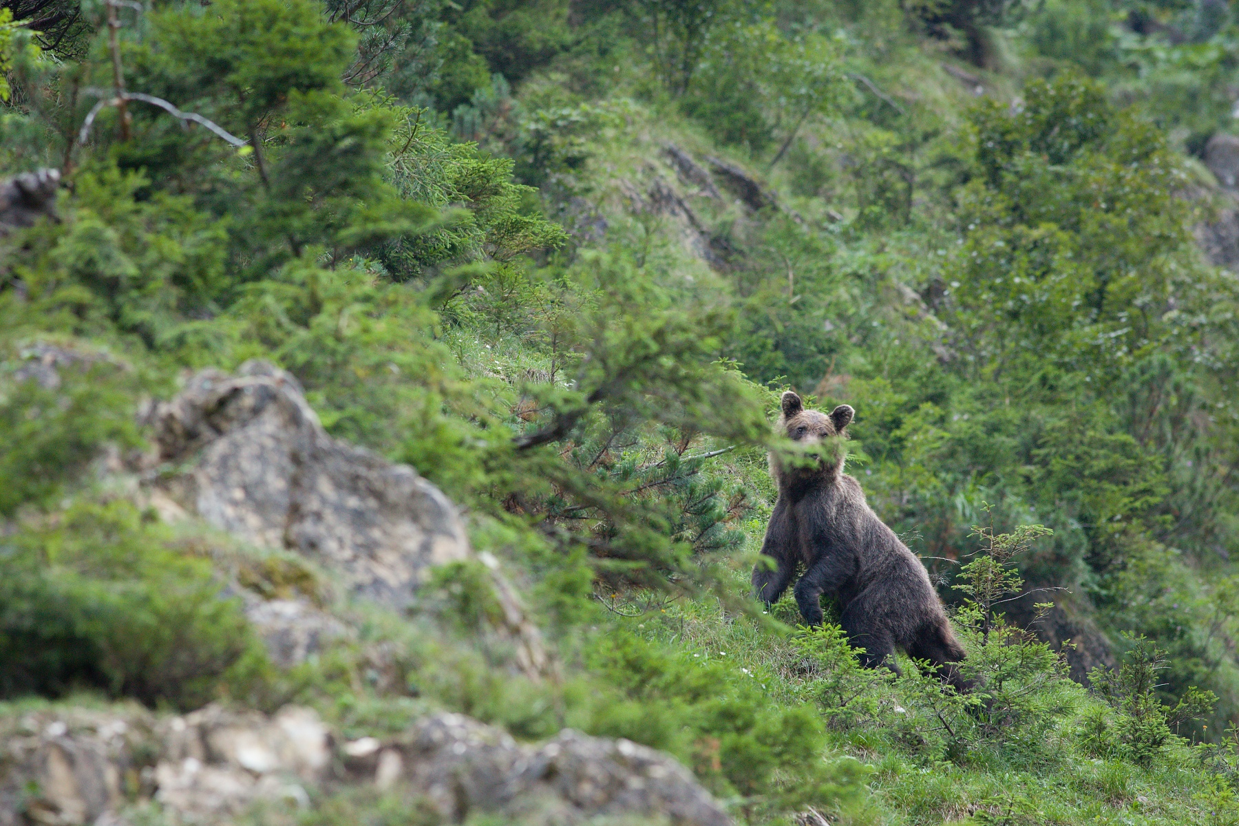 medveď hnedý (Ursus arctos) Brown bear, Valea Arpasului, Munții Făgăraș, Romania Canon EOS 5D mark III, Canon 400 mm f5.6 L USM, f6.3, 1/125, ISO 2000, 31. august 2018