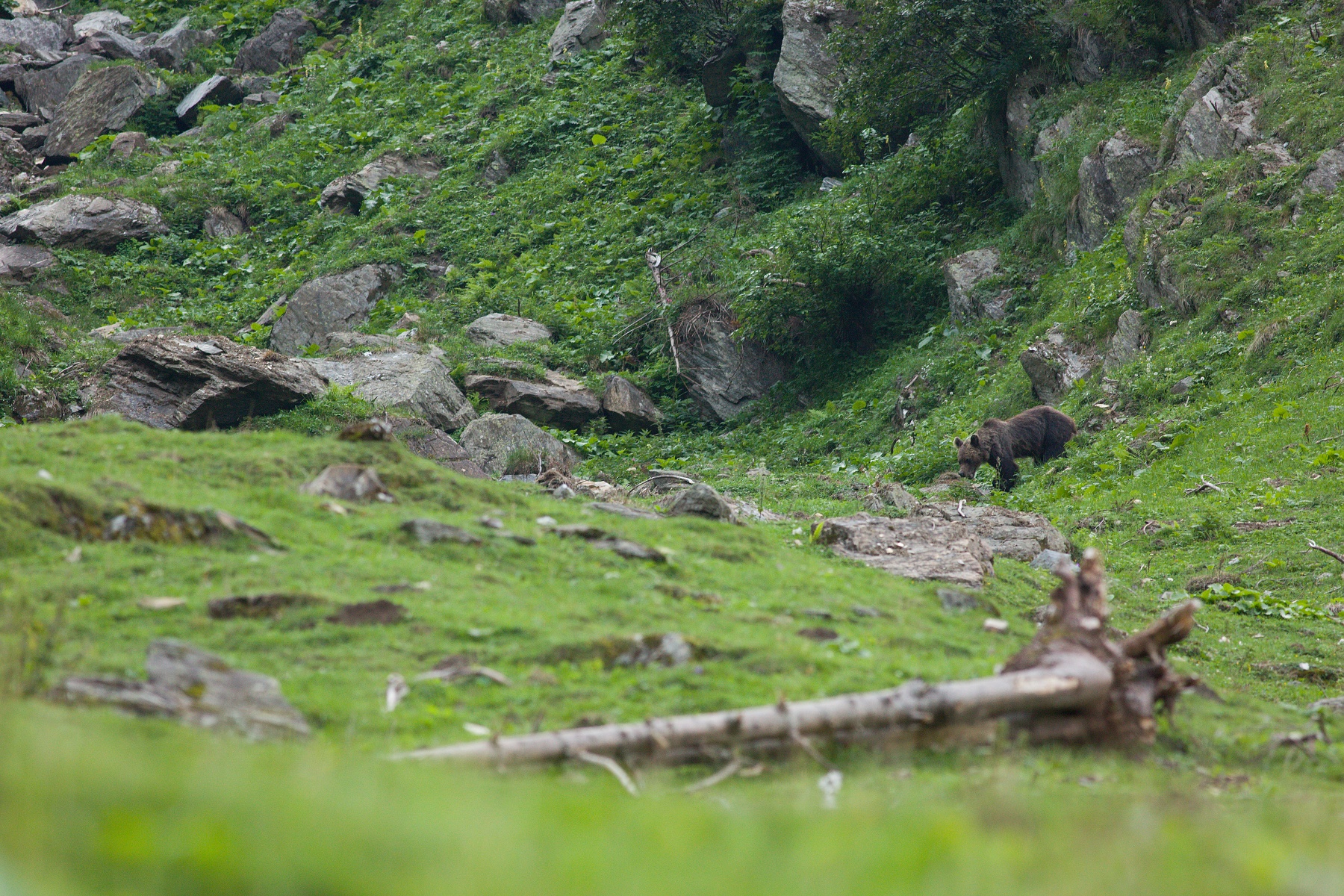 medveď hnedý (Ursus arctos) Brown bear, Valea Arpasului, Munții Făgăraș, Romania Canon EOS 5D mark III, Canon 400 mm f5.6 L USM, f6.3, 1/200, ISO 1600, 31. august 2018
