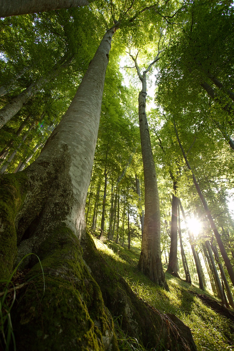 primeval beech forest, Boia Mică, Munții Făgăraș, Romania Canon EOS 6D mark II, Canon 17-40 mm, 17 mm, f5, 1_60, ISO 640, 6. august 2019