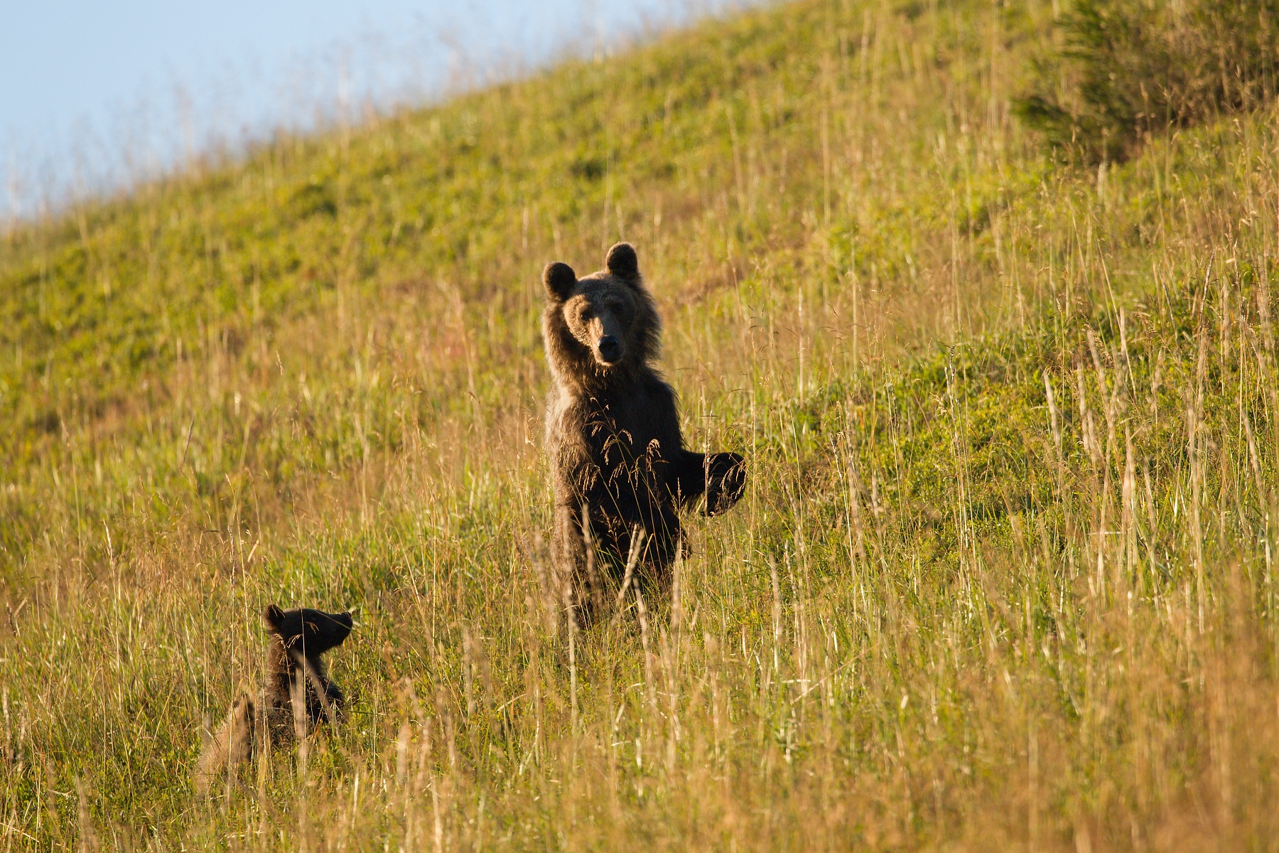 medveď hnedý (Ursus arctos) Brown bear, Veľká Fatra, Slovensko <br /> Canon EOS 6D mark II, Canon 100-400mm, f4.5-5.6 L IS II USM, 400 mm, 1/800, f6.3, ISO 800, 21. august 2020