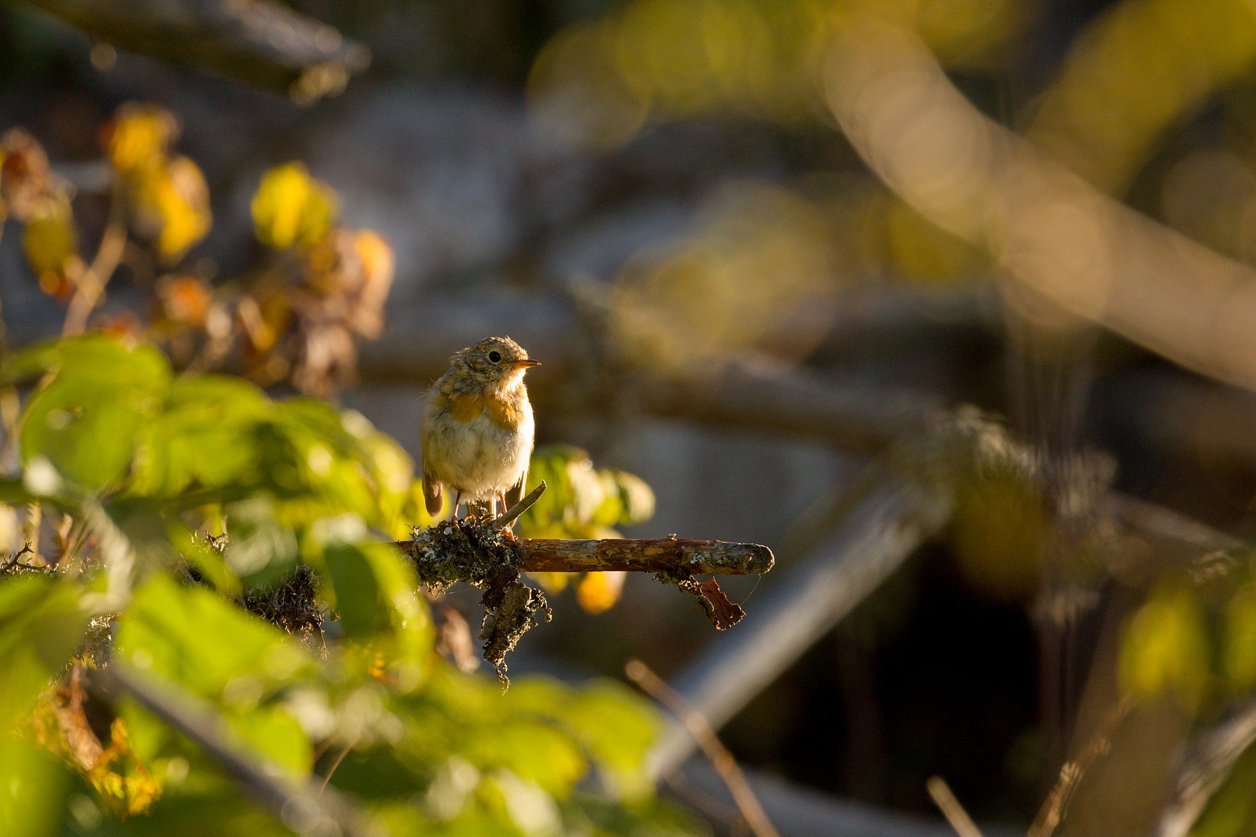 slávik červienka (Erithacus rubecula) European robin, Muránska planina, Slovensko Canon EOS 6D mark II, Canon 100-400mm, f4.5-5.6 L IS II USM, 400 mm, 1/800, f5.6, ISO 1000, 10. september 2020