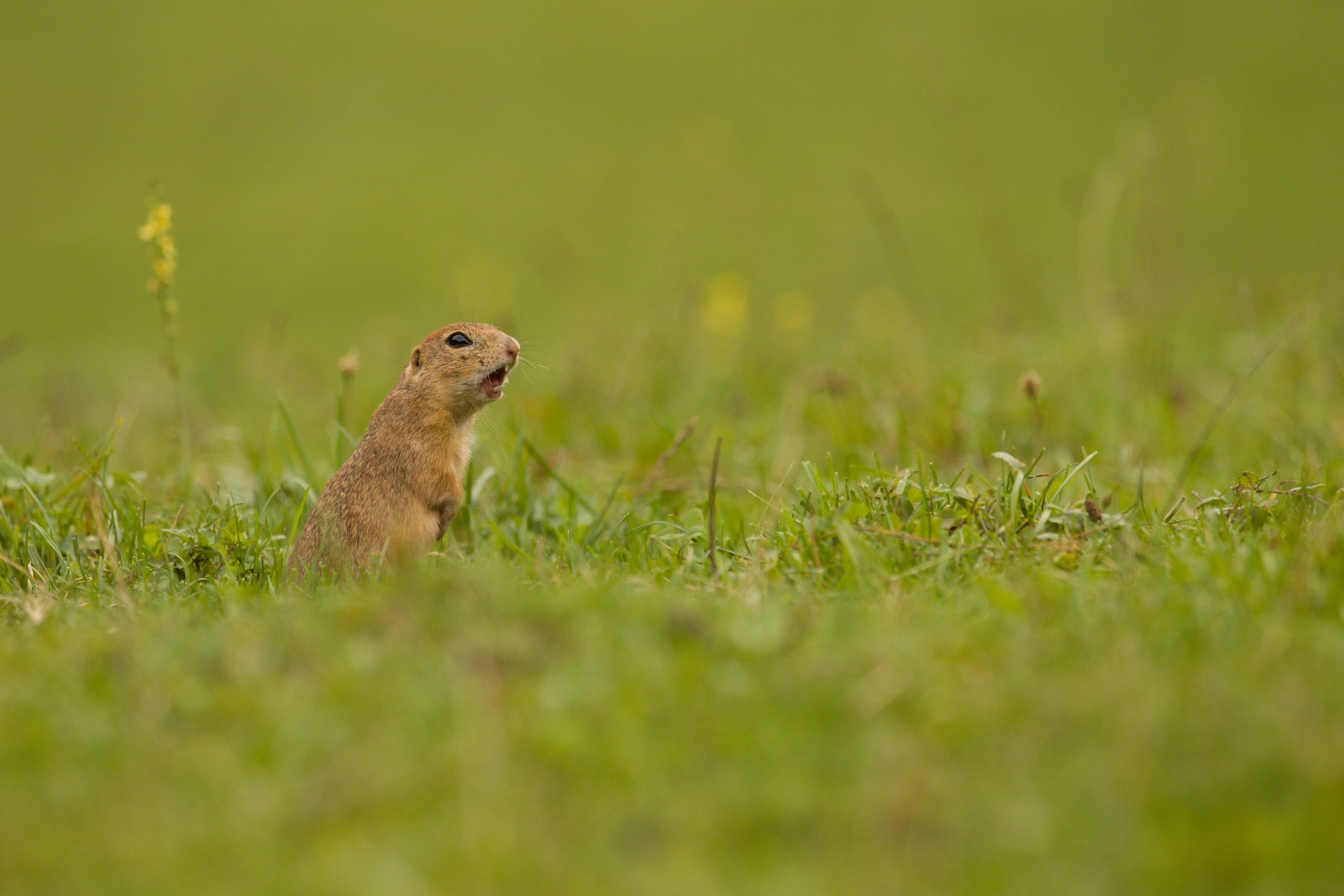 syseľ pasienkový (Spermophilus citellus) European ground squirrel, Muránska planina, Slovensko Canon EOS 6D mark II, Canon 100-400mm, f4.5-5.6 L IS II USM, 400 mm, 1/320, f7.1, ISO 640, 11. september 2020