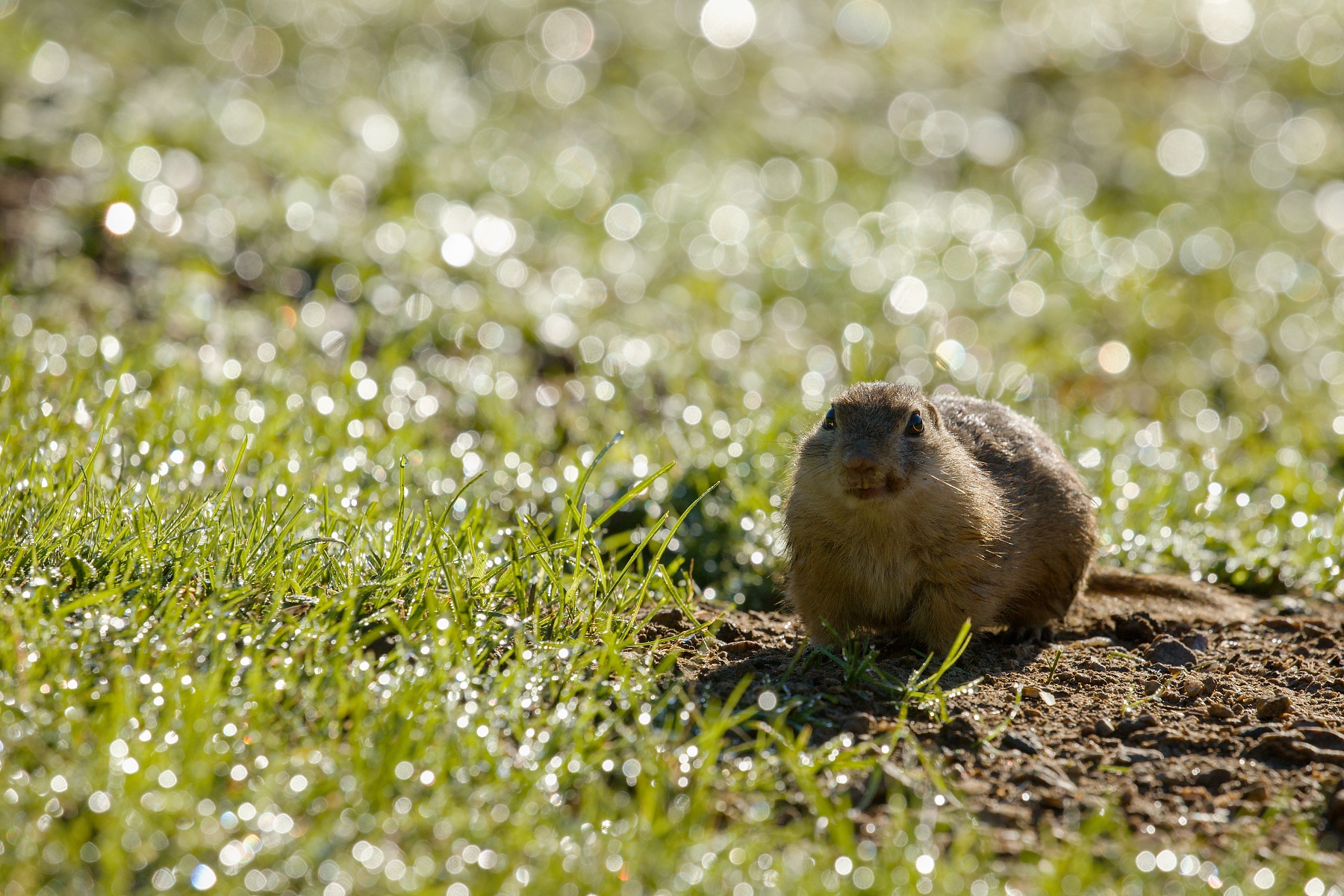 syseľ pasienkový (Spermophilus citellus) European ground squirrel, Muránska planina, Slovensko Canon EOS 6D mark II, Canon 100-400mm, f4.5-5.6 L IS II USM, 400 mm, 1/500, f9, ISO 400, 9. september 2020