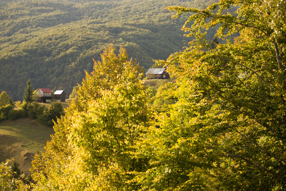 Luhei, Munții Maramureșului, Romania Canon EOS 6d mark II + Canon 100-400 f4.5-5.6 L IS II USM, 100mm, 1/2000, f4.5, ISO 1250, 20. september 2020