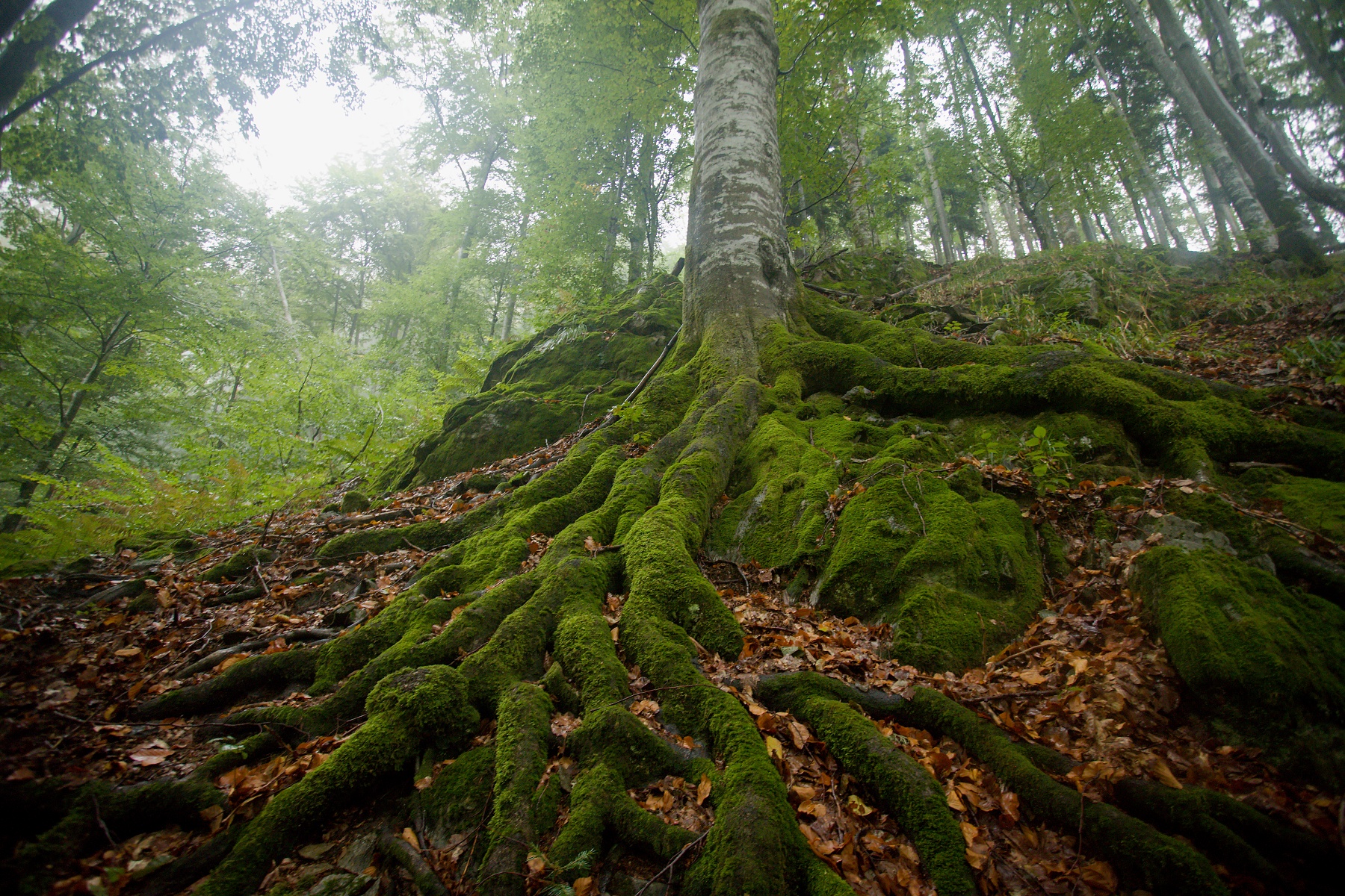 Criva valley, Munții Maramureșului, Romania Canon EOS 6d mark II + Canon 17-40mm, 17mm, 1/13, f4, ISO 2000, 29. september 2020