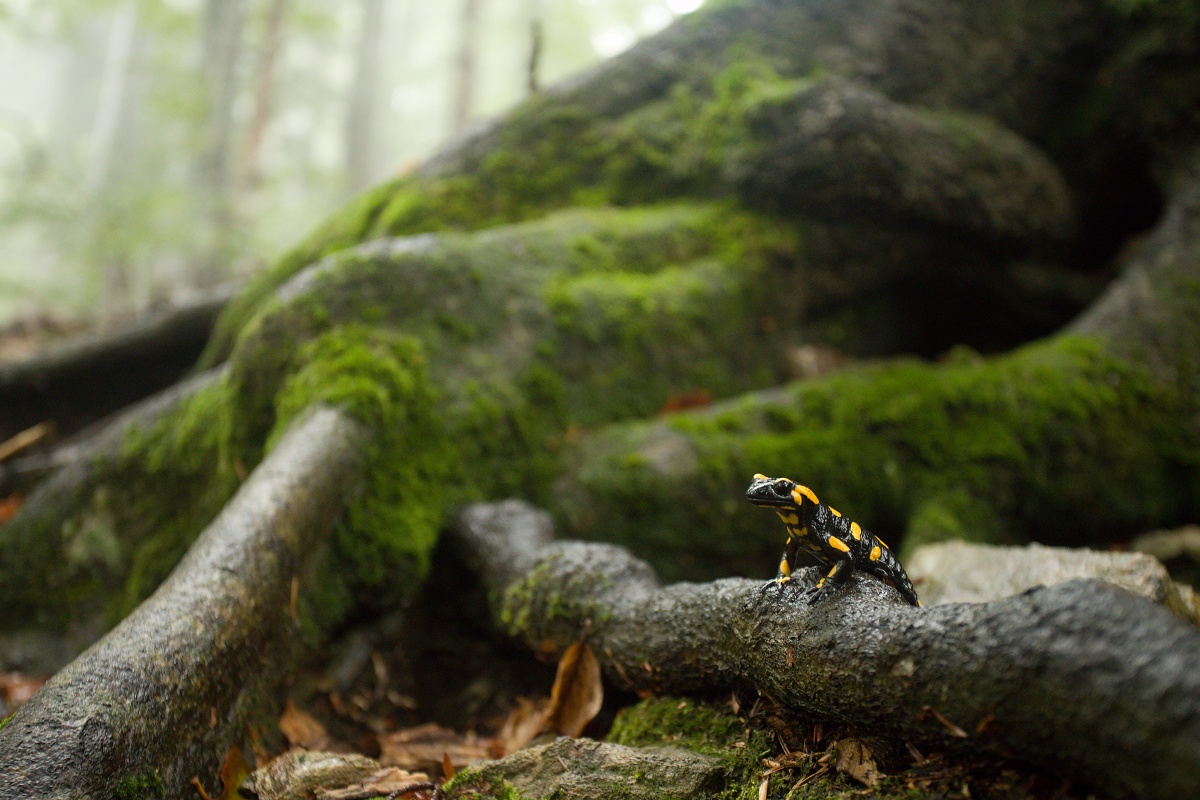 salamandra škvrnitá (Salamandra salamandra), Criva valley, Munții Maramureșului, Romania Canon EOS 6d mark II + Canon 17-40mm, 40mm, 1/20, f4.5, ISO 2500, 1. október 2020