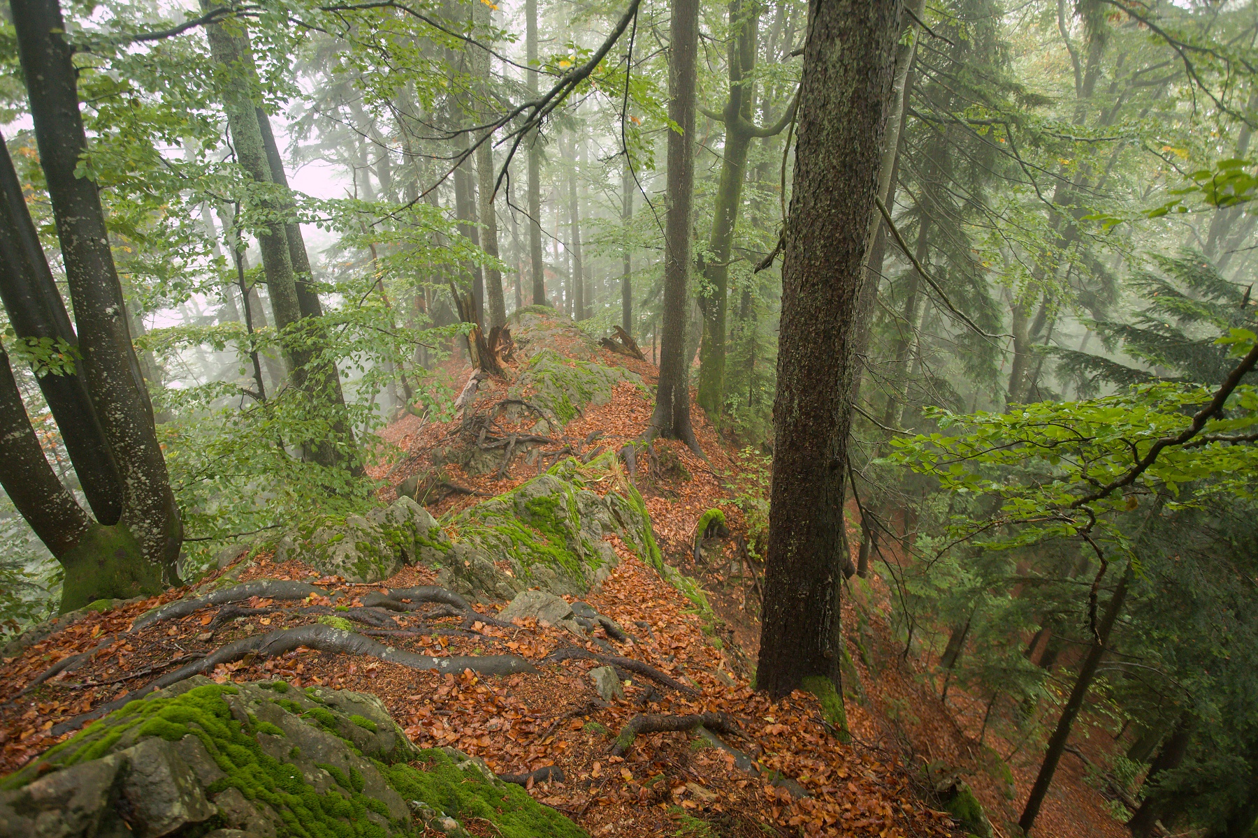 Criva valley, Munții Maramureșului, Romania Canon EOS 6d mark II + Canon 17-40mm, 22mm, 1/40, f4.5, ISO 2500, 1. október 2020