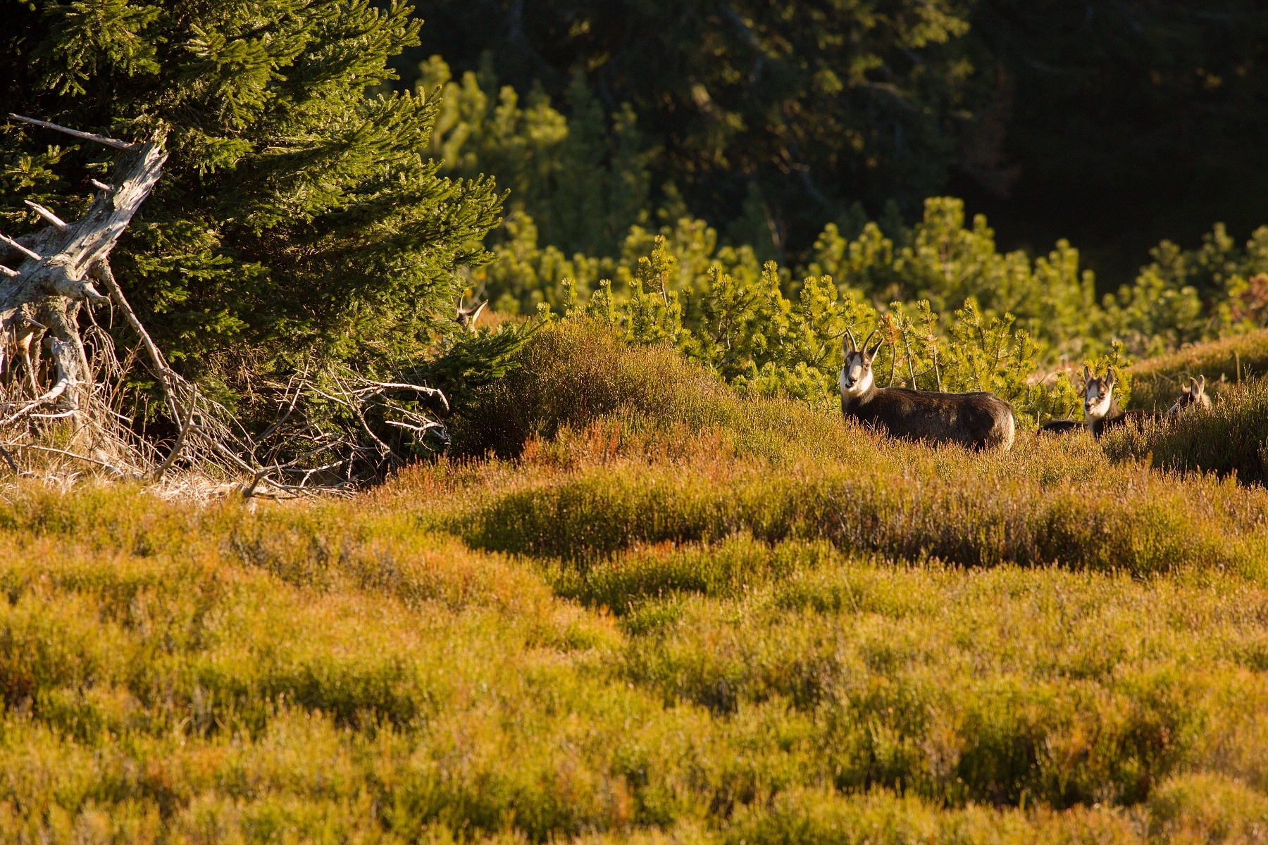 kamzík vrchovský alpský (Rupicapra rupicapra rupicapra) Alpine chamois, Hrubý Jeseník, CHKO Jeseníky, Česká republika Canon EOS 5d mark III, Canon 400mm f5.6 L USM, f7.1, 1/400, ISO 640, 17. november 2018