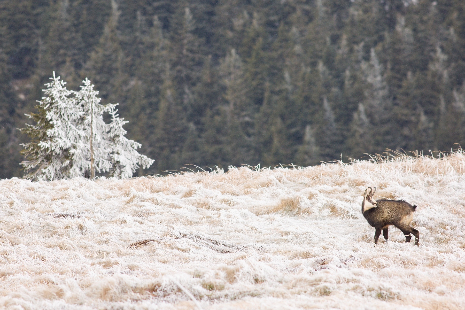 kamzík vrchovský alpský (Rupicapra rupicapra rupicapra) Alpine chamois, Hrubý Jeseník, CHKO Jeseníky, Česká republika Canon EOS 5d mark III, Canon 400mm f5.6 L USM, f6.3, 1/320, ISO 640, 19. november 2018