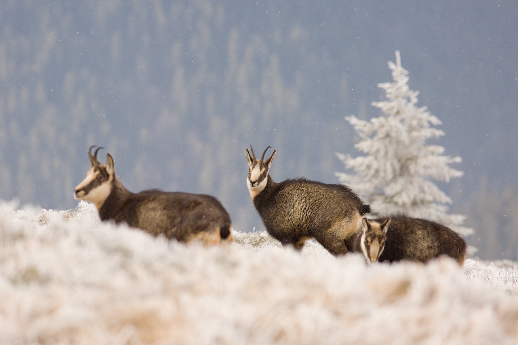 kamzík vrchovský alpský (Rupicapra rupicapra rupicapra) Alpine chamois, Hrubý Jeseník, CHKO Jeseníky, Česká republika Canon EOS 5d mark III, Canon 400mm f5.6 L USM, f7.1, 1/640, ISO 500, 19. november 2018