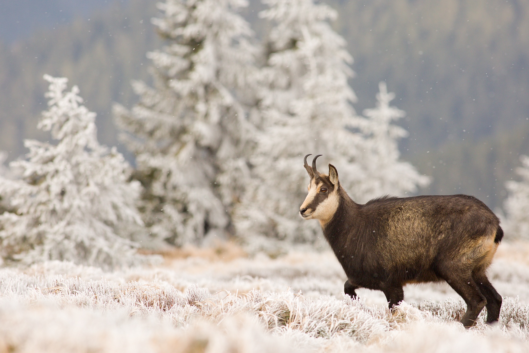 kamzík vrchovský alpský (Rupicapra rupicapra rupicapra) Alpine chamois, Hrubý Jeseník, CHKO Jeseníky, Česká republika Canon EOS 5d mark III, Canon 400mm f5.6 L USM, f7.1, 1/640, ISO 500, 19. november 2018