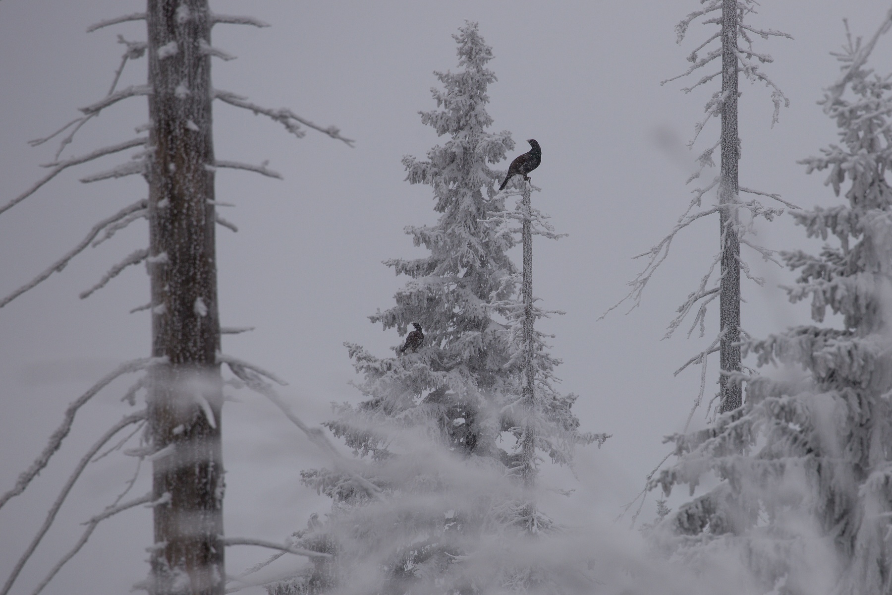 hlucháň hôrny (Tetrao urogallus) Capercaillie, Slovensko Canon EOS 6D mark II, Canon 100-400mm, f4.5-5.6 L IS II USM, 400 mm, 1/250, f8, ISO 160, 29. november 2020