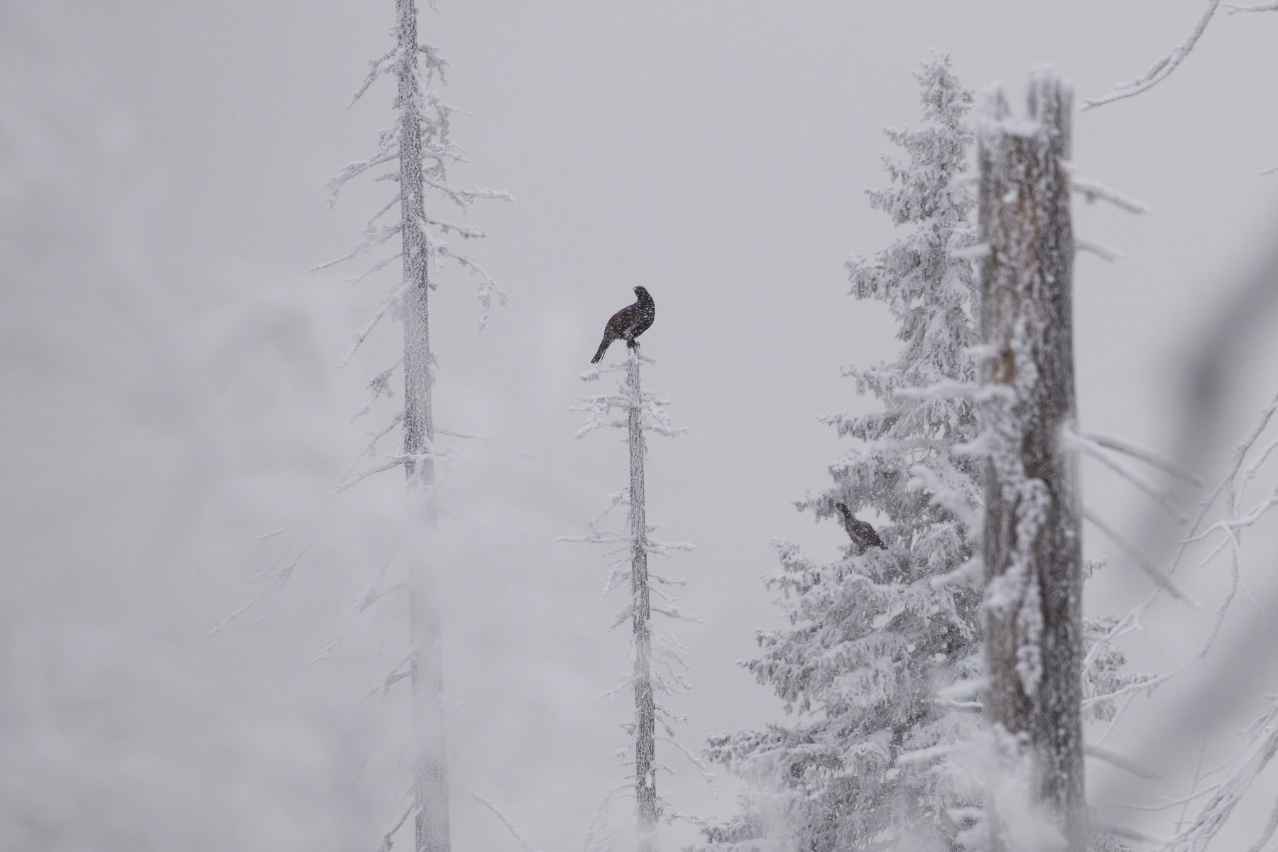 hlucháň hôrny (Tetrao urogallus) Capercaillie, Slovensko Canon EOS 6D mark II, Canon 100-400mm, f4.5-5.6 L IS II USM, 400 mm, 1/200, f8, ISO 160, 29. november 2020