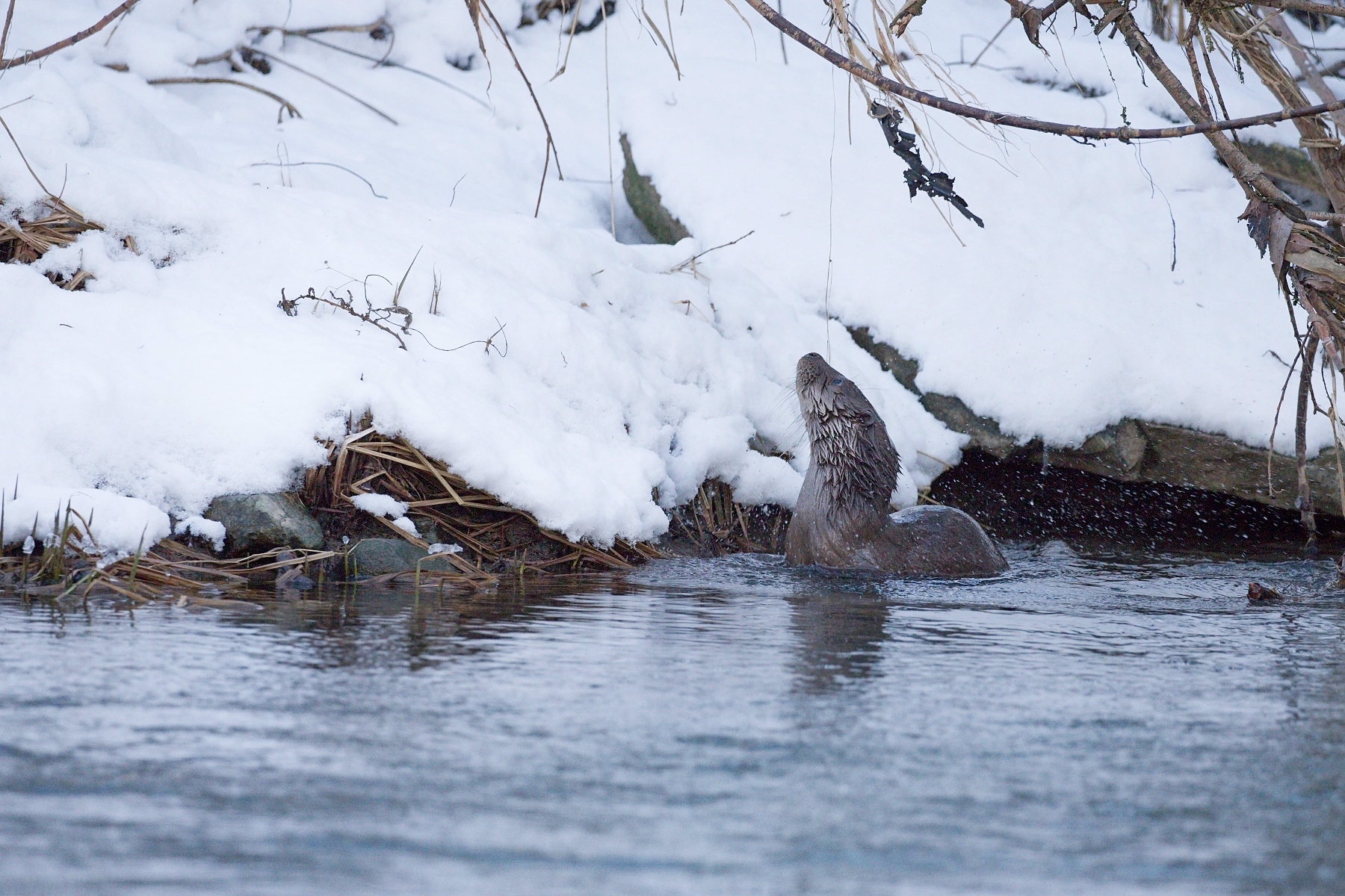 vydra riečna (Lutra lutra) Eurasian otter, Turčianska kotlina, Slovensko Canon EOS 6D mark II, Canon 100-400 mm f4.5-5.6 L IS II USM, 286 mm, f5, 1/640, ISO 1600, 5. január 2020