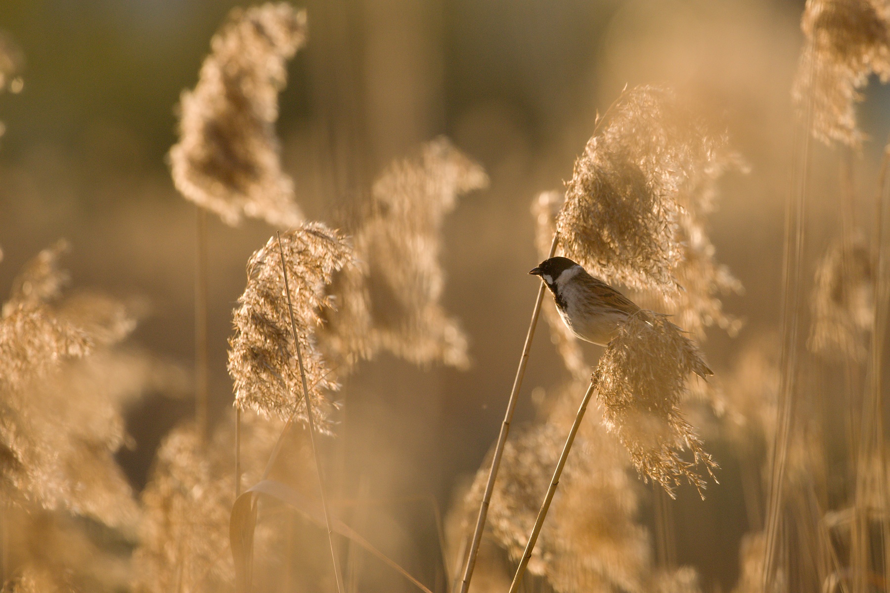 strnádka trstinová (Emberiza schoeniclus) Common reed bunting, Turčianska kotlina, Slovensko Canon EOS 6D mark II, Canon 100-400 mm f4.5-5.6 L IS II USM, 400 mm, f6.3, 1/1000, ISO 500, 27. apríl 2020