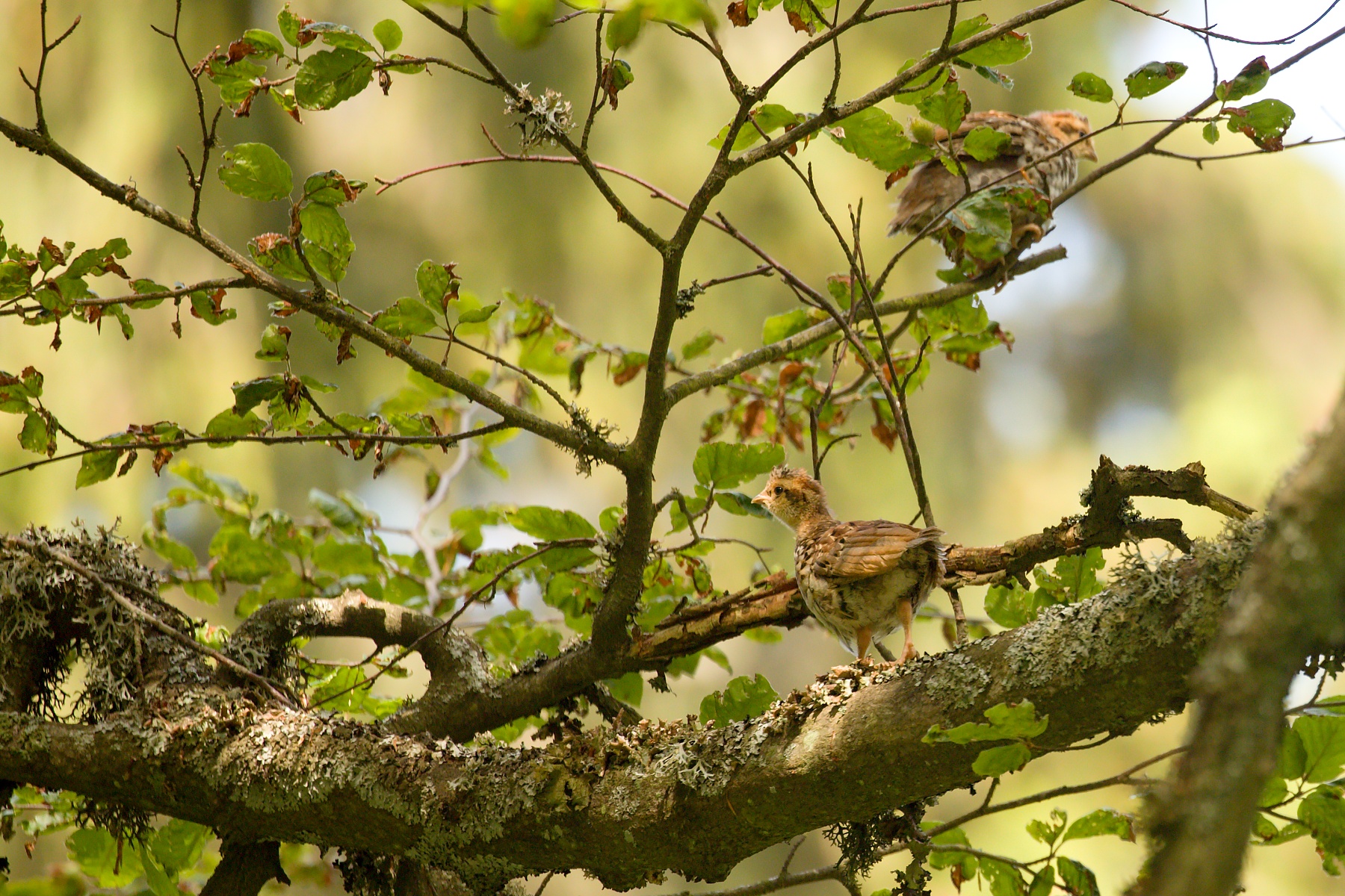 jariabok hôrny (Tetrastes bonasia) Hazel grouse, Veľká Fatra, Slovensko Canon EOS 6D mark II, Canon 100-400 mm f4.5-5.6 L IS II USM, 400 mm, f5.6, 1/500, ISO 800, 28. jún 2020