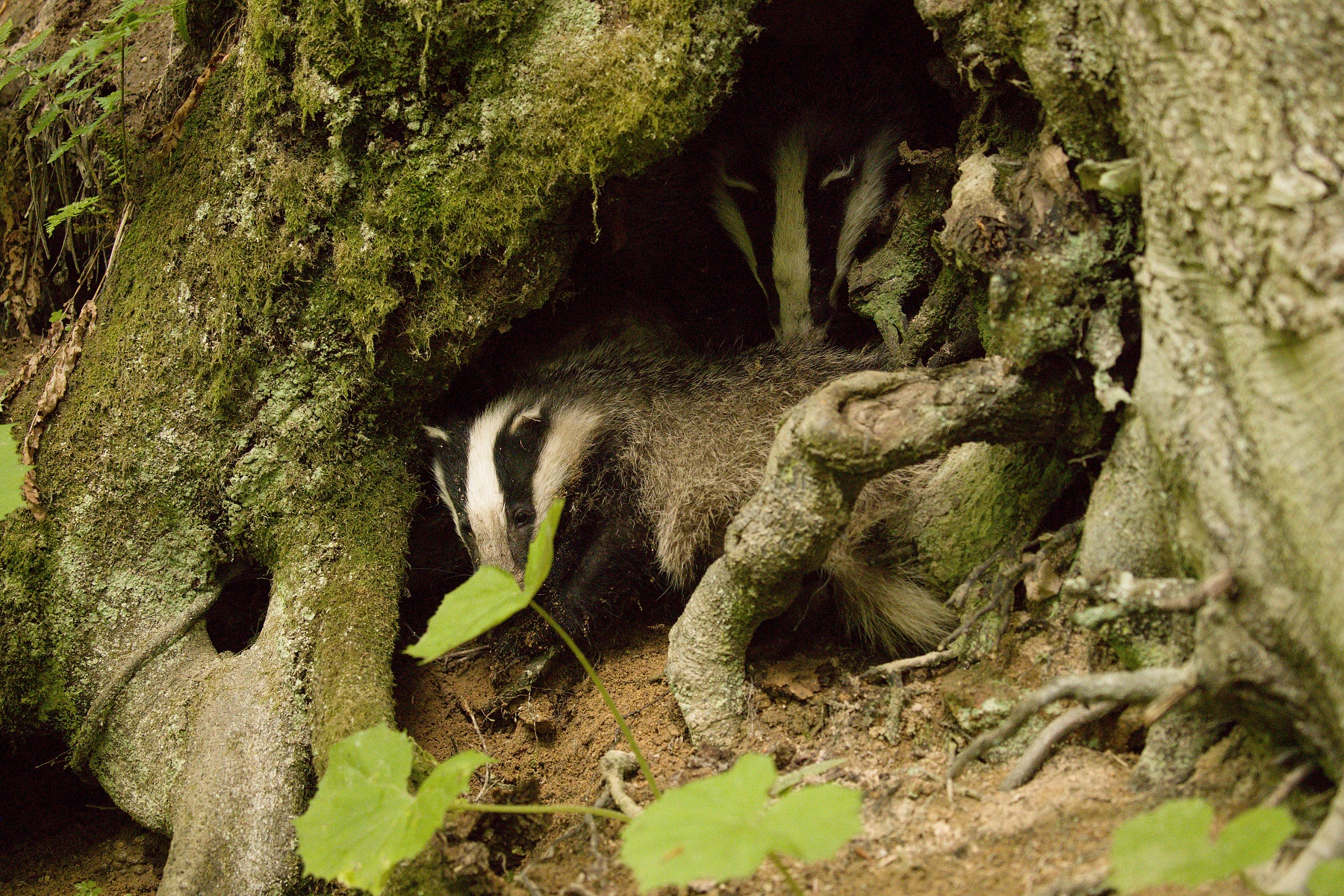 jazvec lesný (Meles meles) European badger, Veľká Fatra, Slovensko Canon EOS 6D mark II, Canon 100-400 mm f4.5-5.6 L IS II USM, 100 mm, f4.5, 1/125, ISO 4000, 29. jún 2020