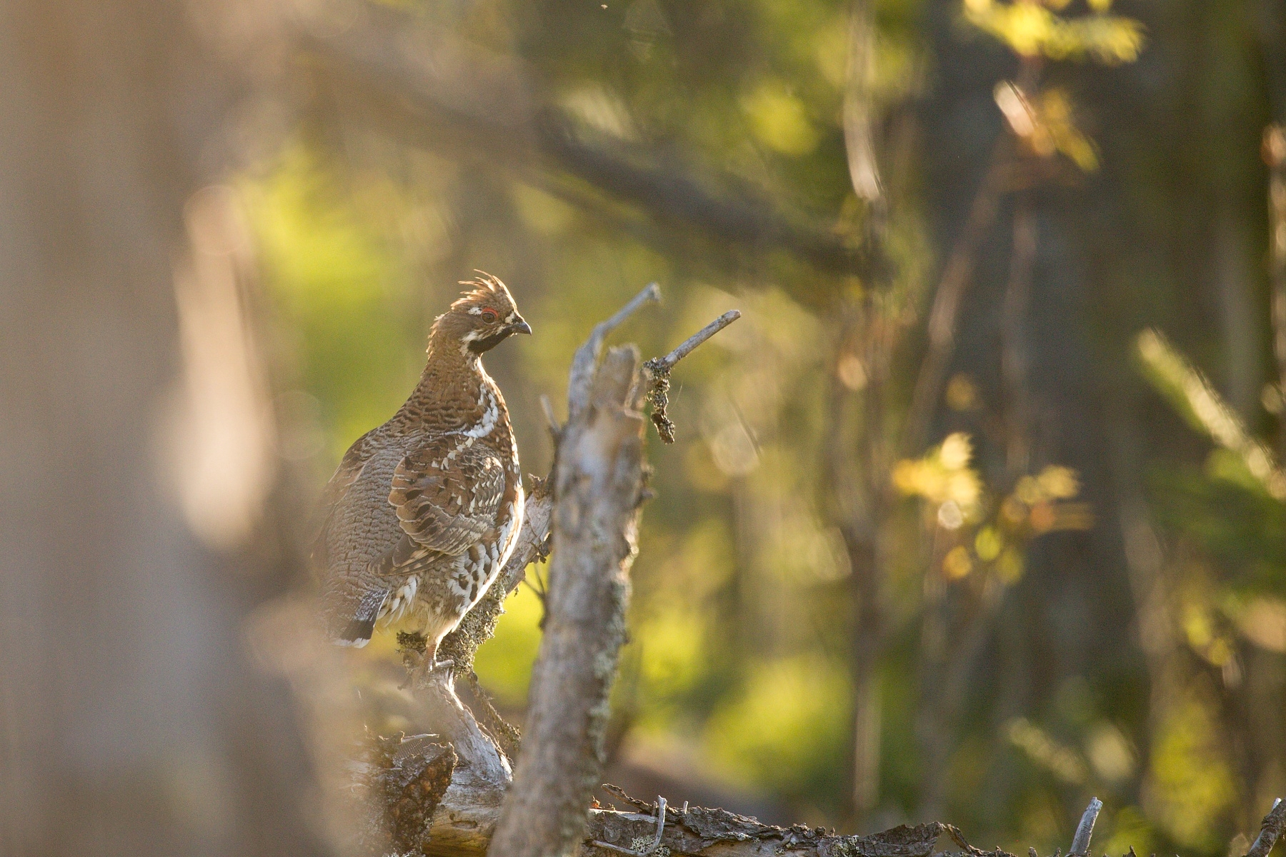 jariabok hôrny (Tetrastes bonasia) Hazel grouse, Muránska planina, Slovensko Canon EOS 6D mark II, Canon 100-400mm, f4.5-5.6 L IS II USM, 400 mm, f5.6, 1/400, ISO 1000, 10. september 2020