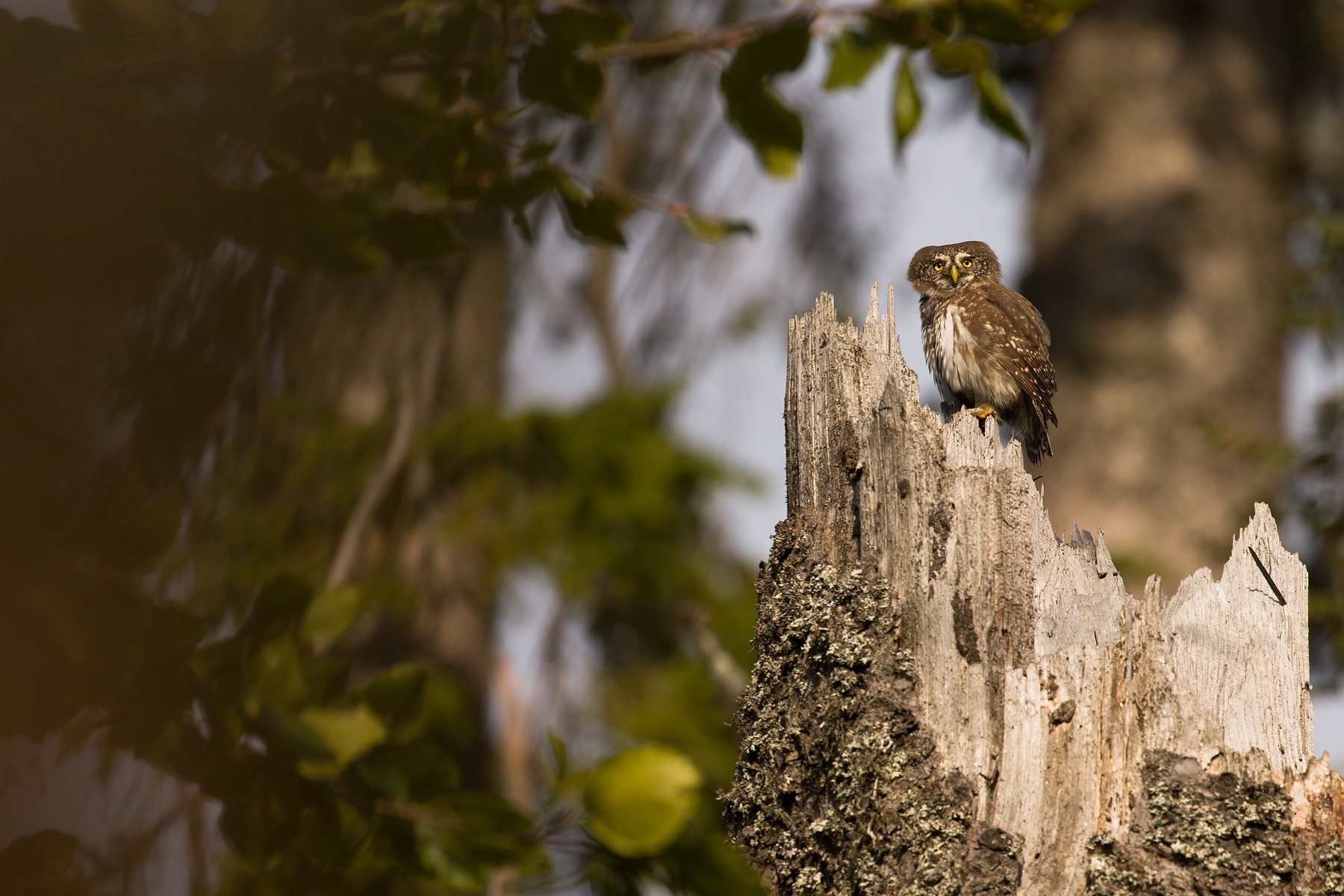 kuvičok vrabčí (Glaucidium passerinum) Pygmy owl, Muránska planina, Slovensko Canon EOS 6D mark II, Canon 100-400mm, f4.5-5.6 L IS II USM, 400 mm, f9, 1/250, ISO 125, 11. september 2020