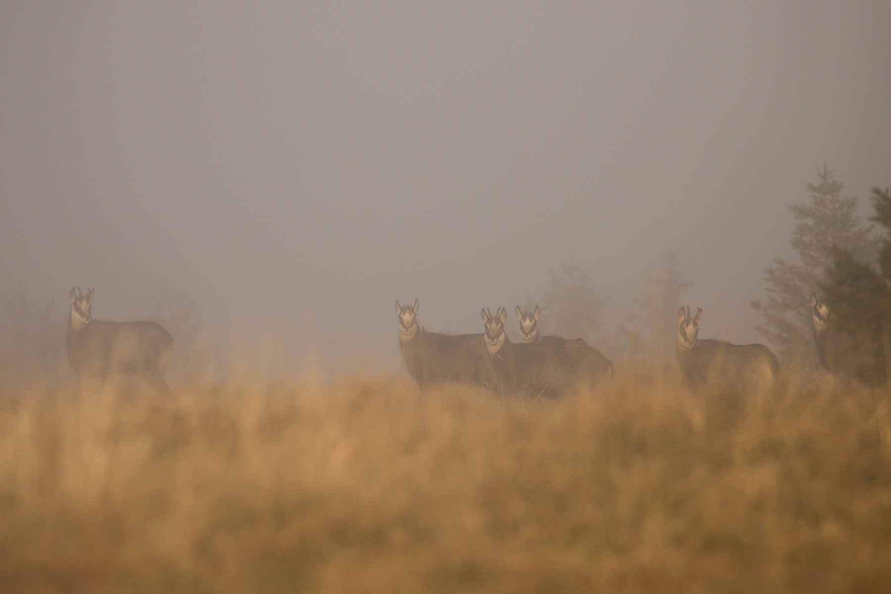 kamzík vrchovský alpský (Rupicapra rupicapra rupicapra), CHKO Jeseníky, Česká republika Canon EOS 6D mark II, Canon 100-400mm, f4.5-5.6 L IS II USM, 400 mm, f5.6, 1/2500, ISO 400, 11. november 2020