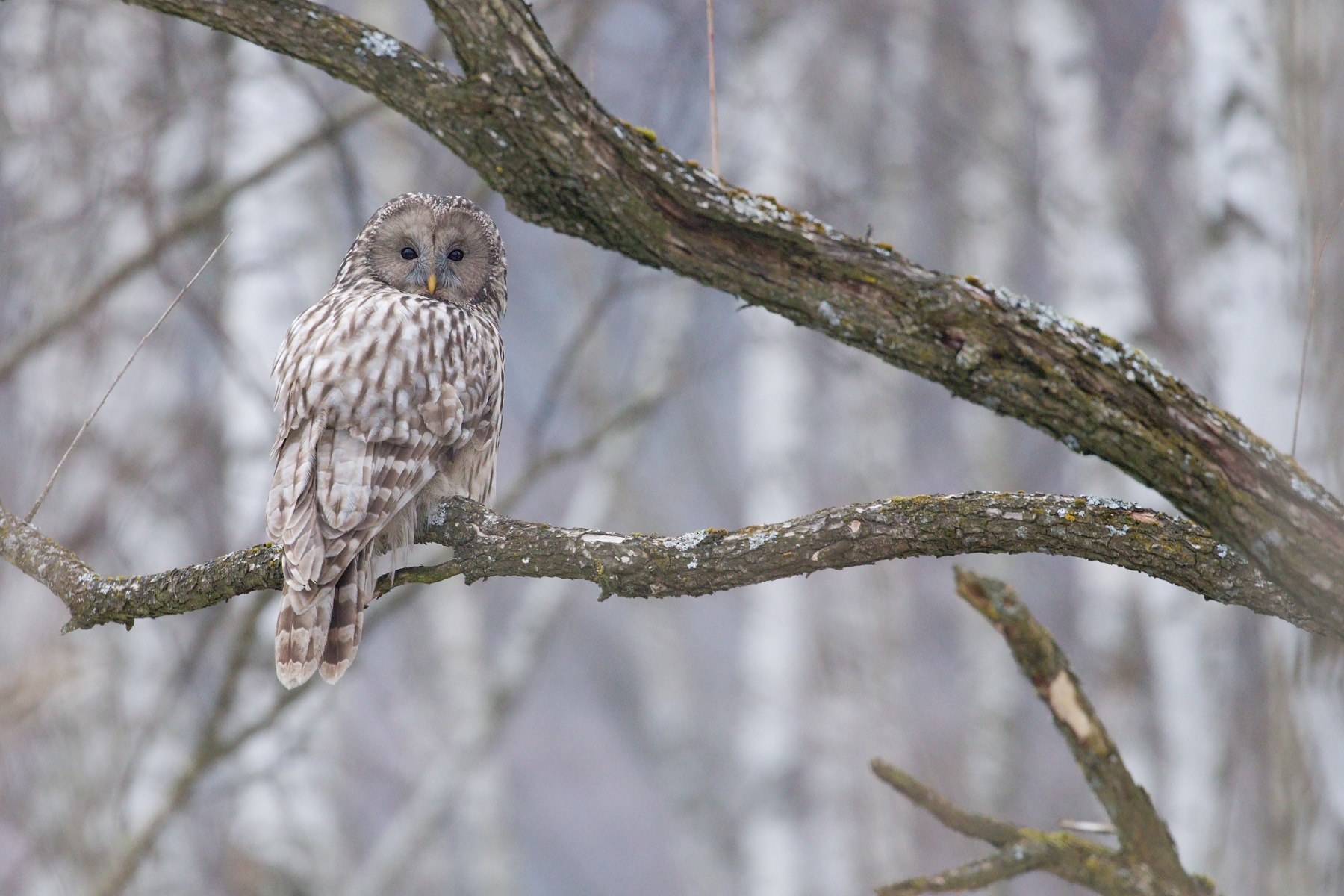 sova dlhochvostá (Strix uralensis) Ural owl, Bieszczady, Poľsko Canon EOS 6D mark II, Canon 100-400 mm f4.5-5.6 L IS II USM, 400 mm, f5.6, 1/500, ISO 1600, 19. január 2020