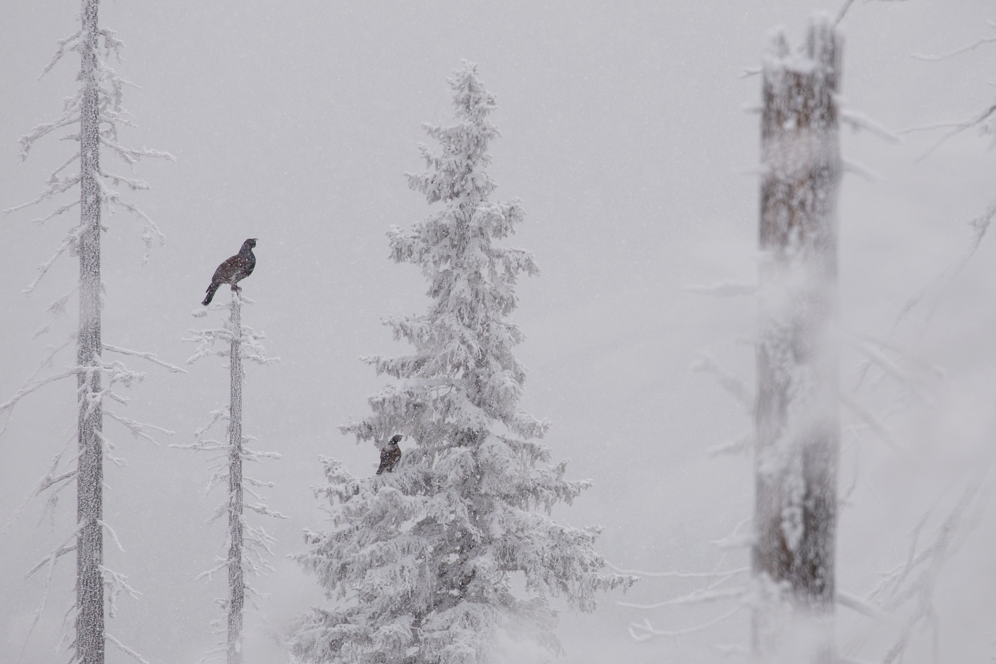 hlucháň hôrny (Tetrao urogallus) Capercaillie, Slovensko Canon EOS 6D mark II, Canon 100-400mm, f4.5-5.6 L IS II USM, 400 mm, f8, 1/200, ISO 160, 29. november 2020