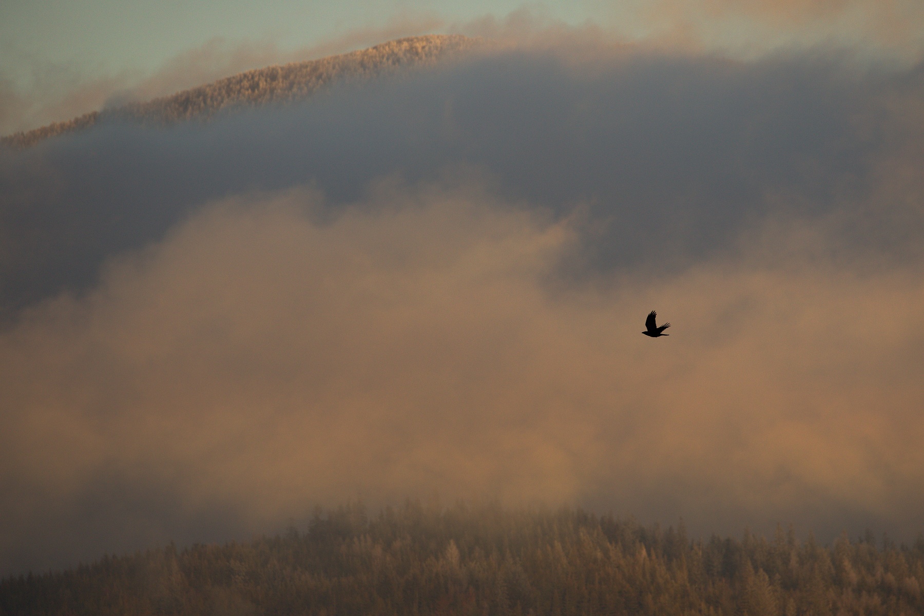 krkavec čierny (Corvus corax), Orava, Slovensko Canon EOS 6D mark II, Canon 100-400mm, f4.5-5.6 L IS II USM, 400 mm, f8, 1/1000, ISO 320, 21. december 2020