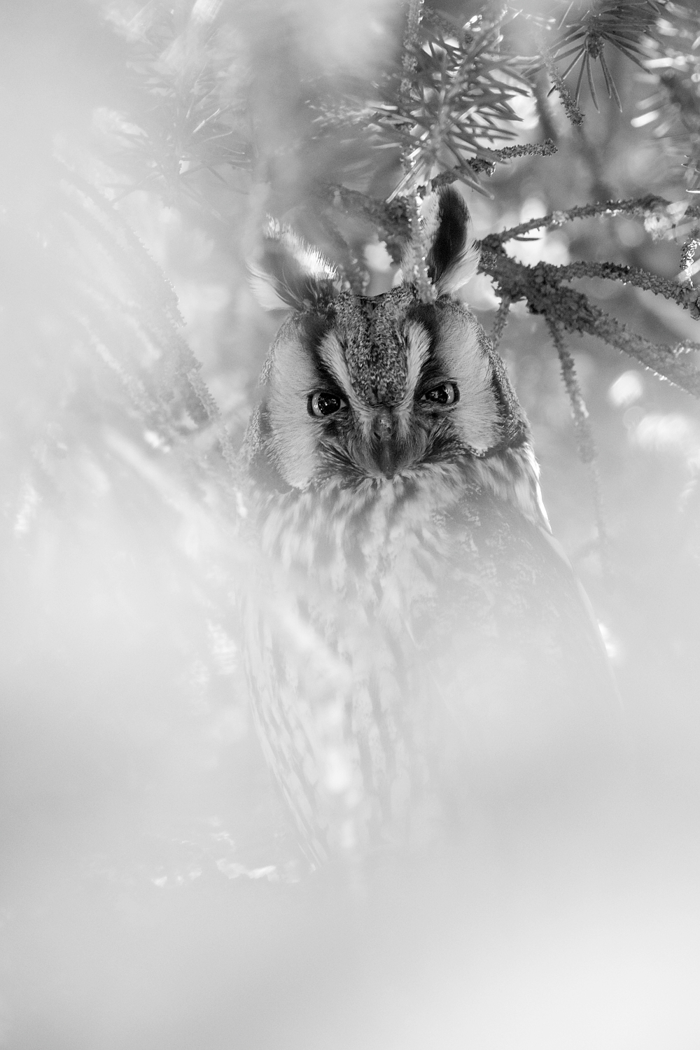 myšiarka ušatá (Asio otus) Long-eared owl, Južná Morava, Česká republika Canon EOS 6D mark II, Canon 100-400 mm f4.5-5.6 L IS II USM, 400 mm, f6.3, 1/50, ISO 1000, 24. február 2020