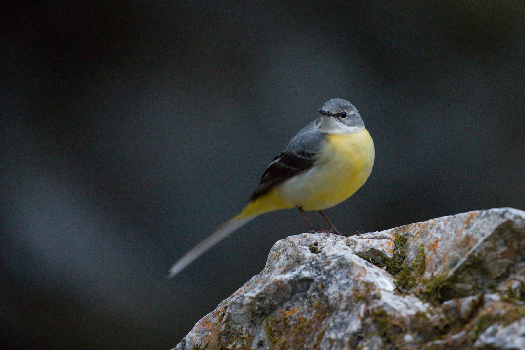 trasochvost horský (Motacilla cinerea) Grey wagtail, Veľká Fatra, Slovensko Canon EOS 6D mark II, Canon 100-400 mm f4.5-5.6 L IS II USM, 400 mm, f5.6, 1/30, ISO 2000, 13. apríl 2020