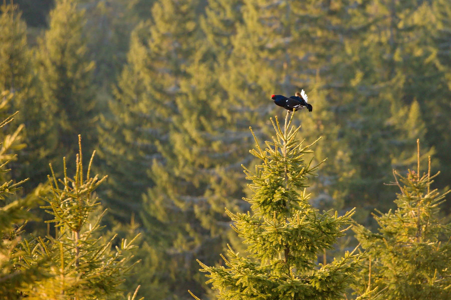 tetrov hoľniak (Lyrurus tetrix) Black grouse, Liptov, Slovensko Canon EOS 6D mark II, Canon 100-400 mm f4.5-5.6 L IS II USM, 400 mm, f5.6, 1/250, ISO 1000, 24. apríl 2020