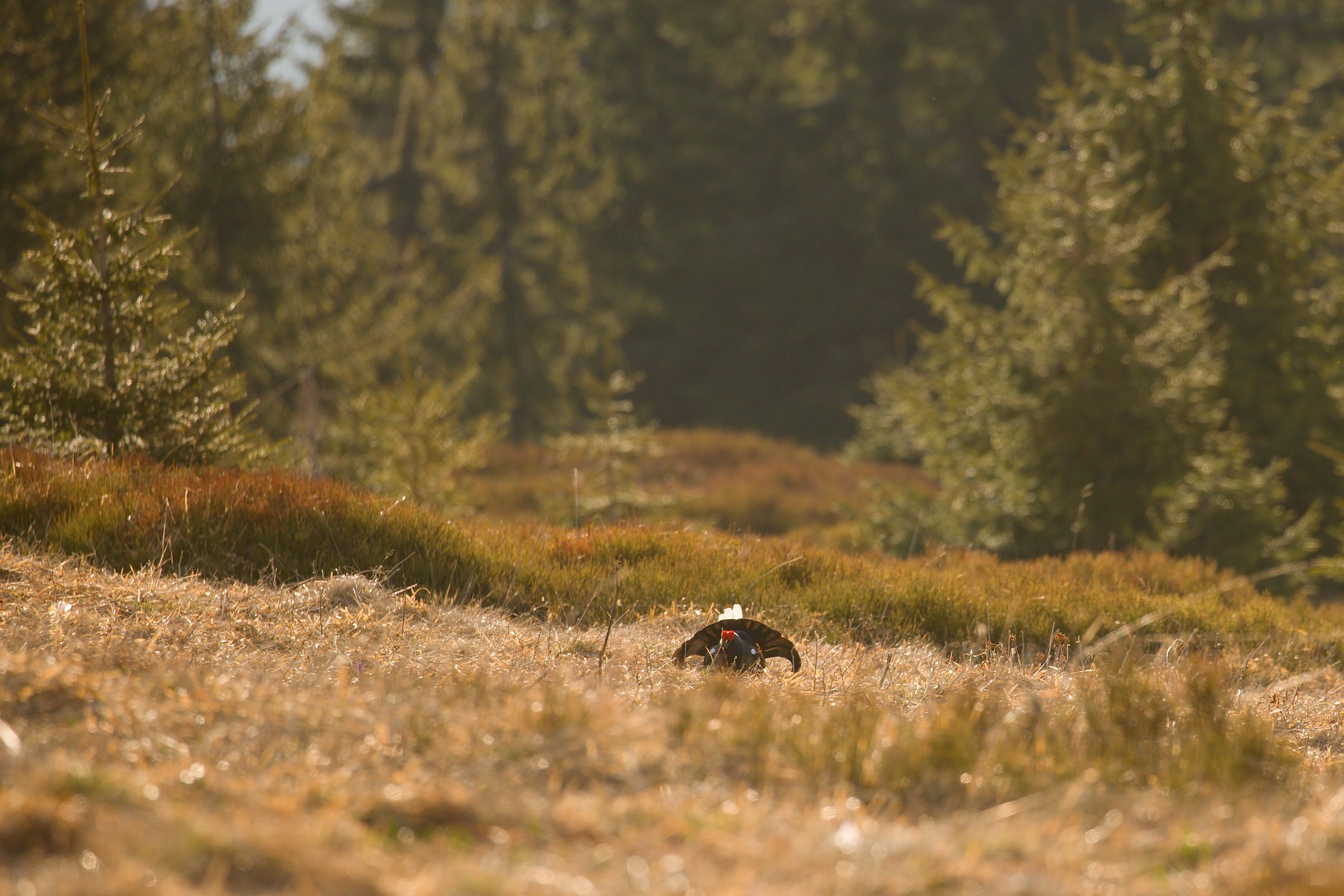 tetrov hoľniak (Lyrurus tetrix) Black grouse, Liptov, Slovensko Canon EOS 6D mark II, Canon 100-400 mm f4.5-5.6 L IS II USM, 400 mm, f6.3, 1/800, ISO 400, 24. apríl 2020