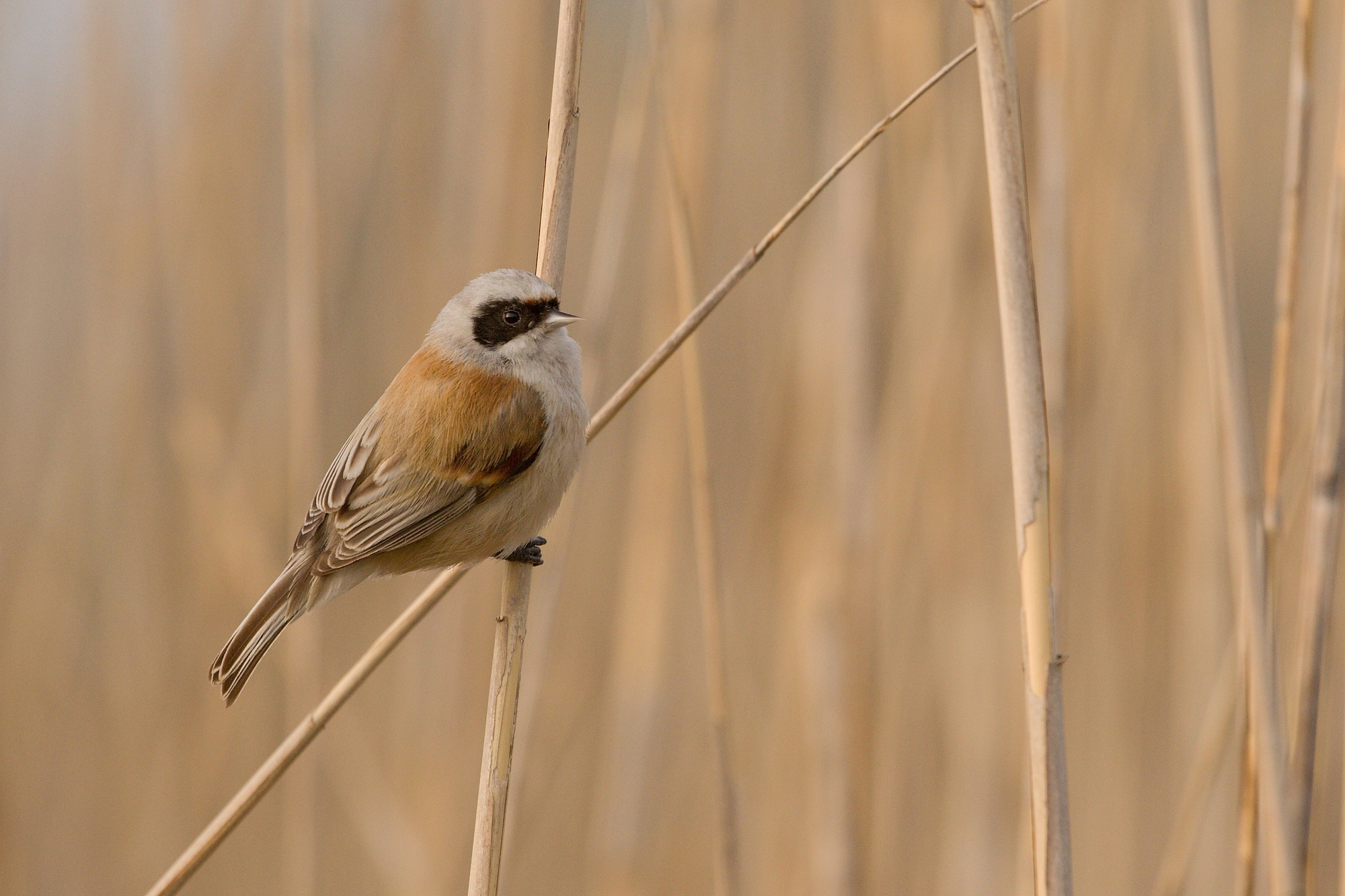 kúdelníčka lužná (Remiz pendulinus) Eurasian penduline tit, Turčianska kotlina, Slovensko Canon EOS 6D mark II, Canon 100-400 mm f4.5-5.6 L IS II USM, 400 mm, f7.1, 1/250, ISO 640, 27. apríl 2020