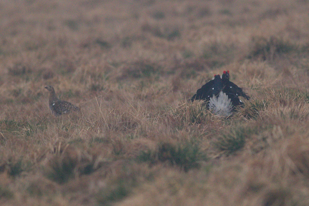 tetrov hoľniak (Lyrurus tetrix) Black grouse, Liptov, Slovensko Canon EOS 7d mark II, Canon 400 mm f5.6 L USM, f5.6, 1/60, ISO 3200, 28. apríl 2018