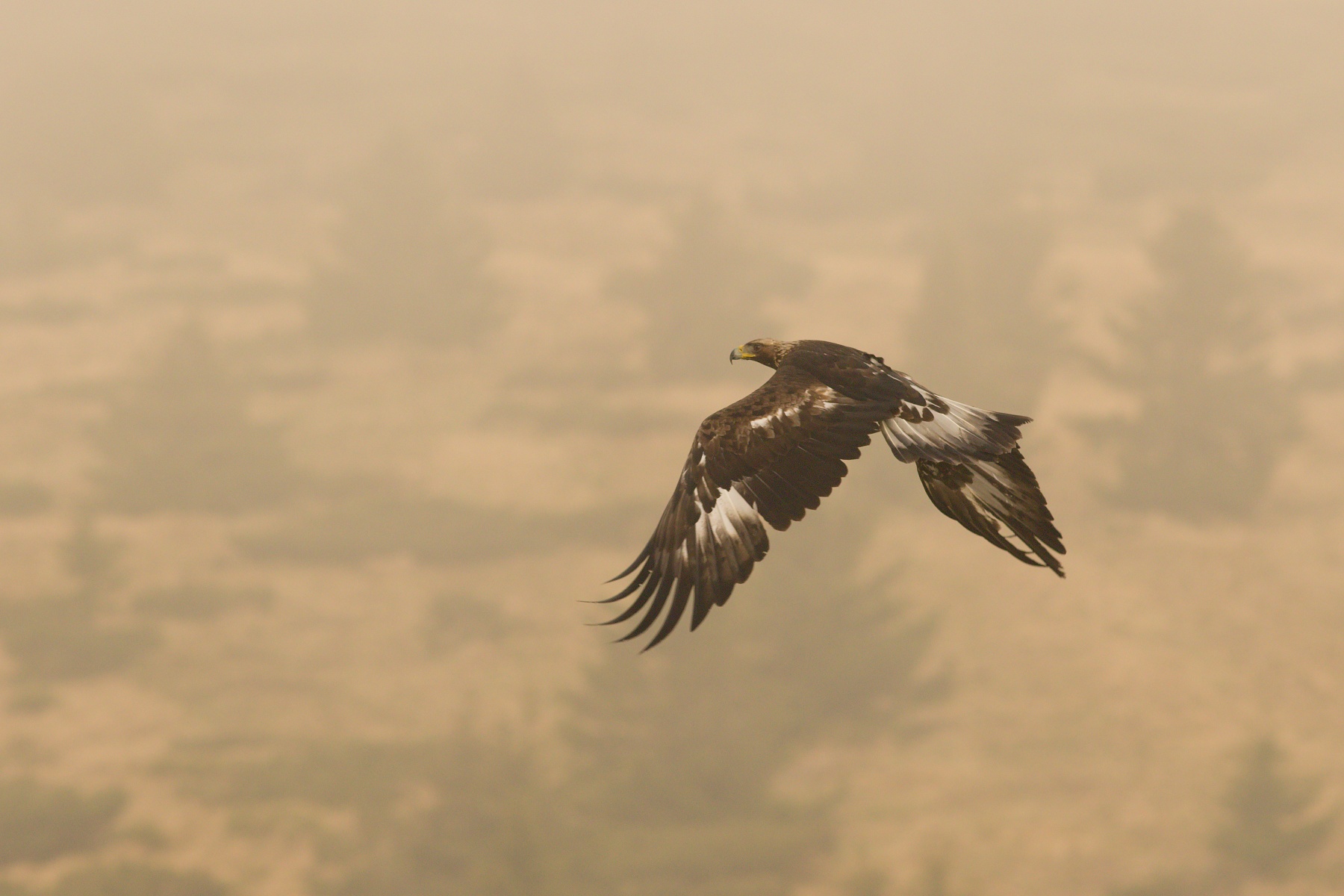 orol skalný (Aquila chrysaetos) Golden eagle, Liptov, Slovensko Canon EOS 7d mark II, Canon 400 mm f5.6 L USM, f7.1, 1/1000, ISO 500, 28. apríl 2018