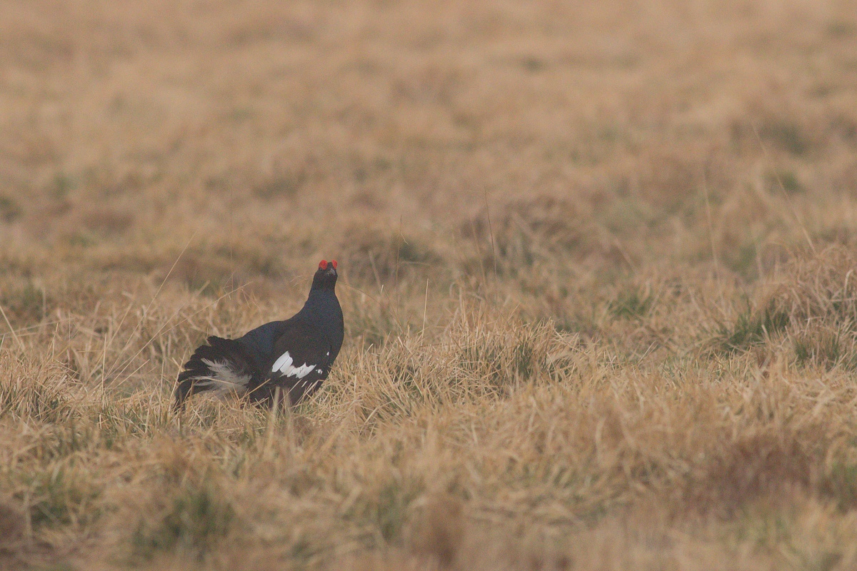 tetrov hoľniak (Lyrurus tetrix) Black grouse, Liptov, Slovensko Canon EOS 7d mark II, Canon 400 mm f5.6 L USM, f6.3, 1/320, ISO 1600, 28. apríl 2018