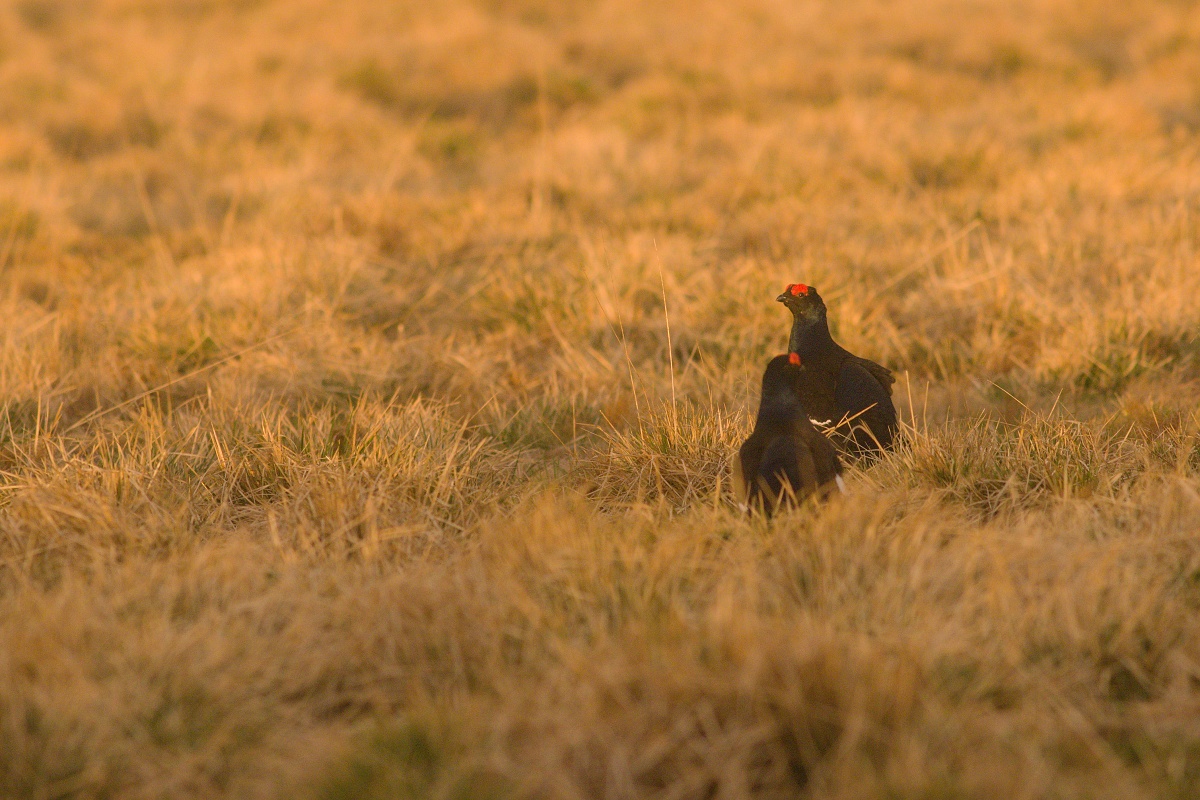 tetrov hoľniak (Lyrurus tetrix) Black grouse, Liptov, Slovensko Canon EOS 7d mark II, Canon 400 mm f5.6 L USM, f6.3, 1/640, ISO 800, 28. apríl 2018