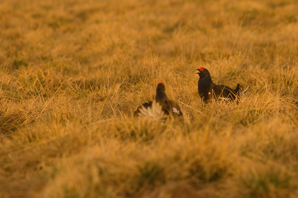 tetrov hoľniak (Lyrurus tetrix) Black grouse, Liptov, Slovensko Canon EOS 7d mark II, Canon 400 mm f5.6 L USM, f6.3, 1/800, ISO 800, 28. apríl 2018