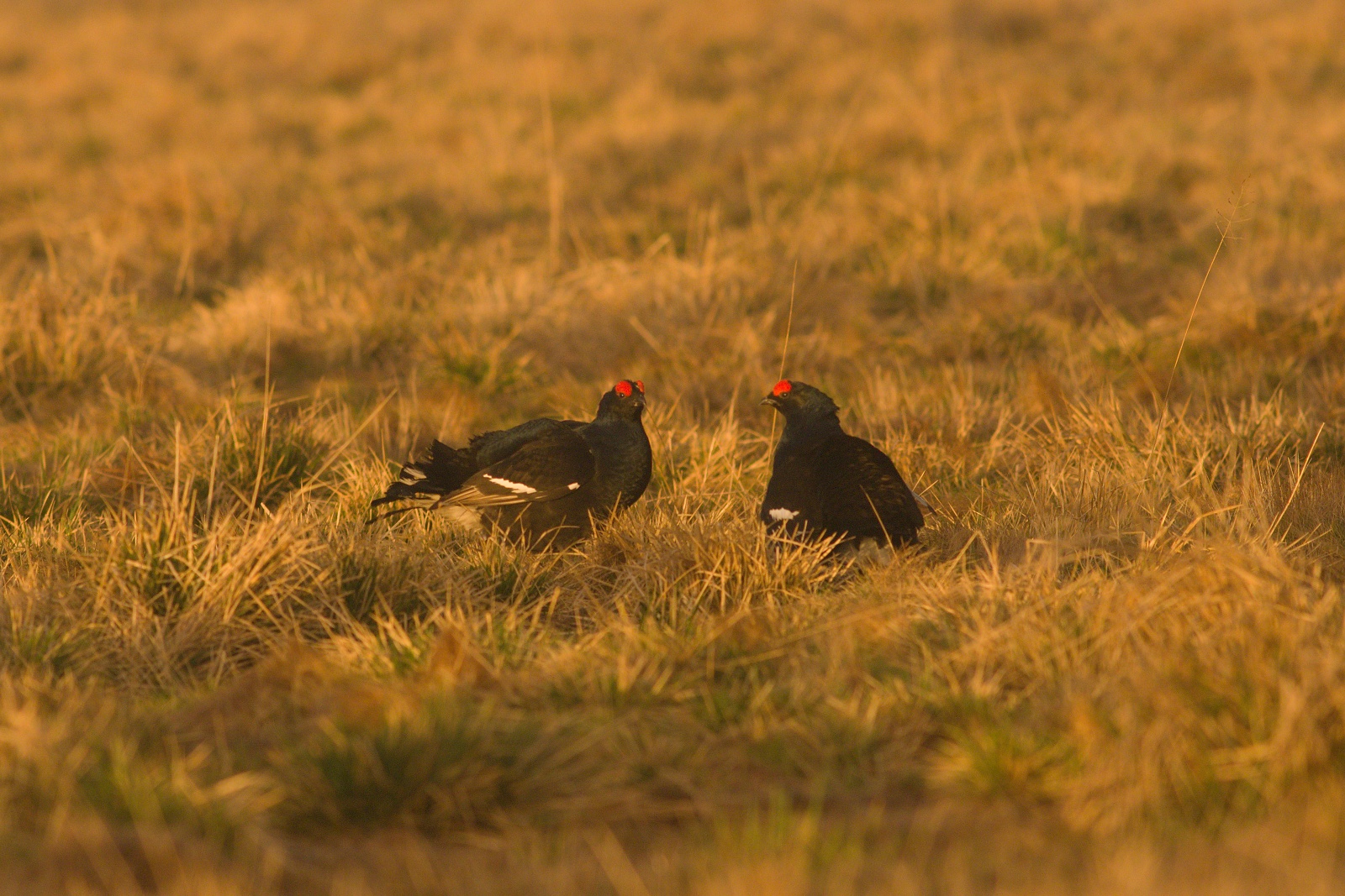 tetrov hoľniak (Lyrurus tetrix) Black grouse, Liptov, Slovensko Canon EOS 7d mark II, Canon 400 mm f5.6 L USM, f6.3, 1/800, ISO 640, 28. apríl 2018