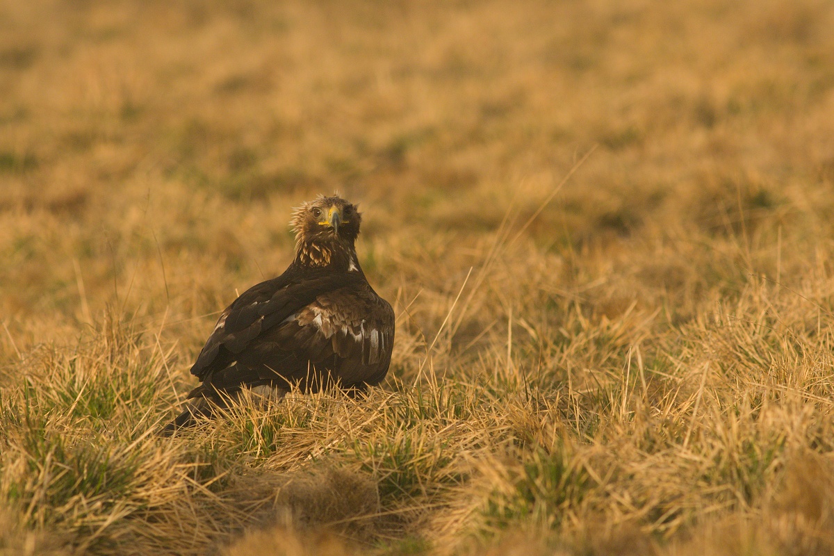 orol skalný (Aquila chrysaetos) Golden eagle, Liptov, Slovensko Canon EOS 7d mark II, Canon 400 mm f5.6 L USM, f7.1, 1/800, ISO 500, 28. apríl 2018