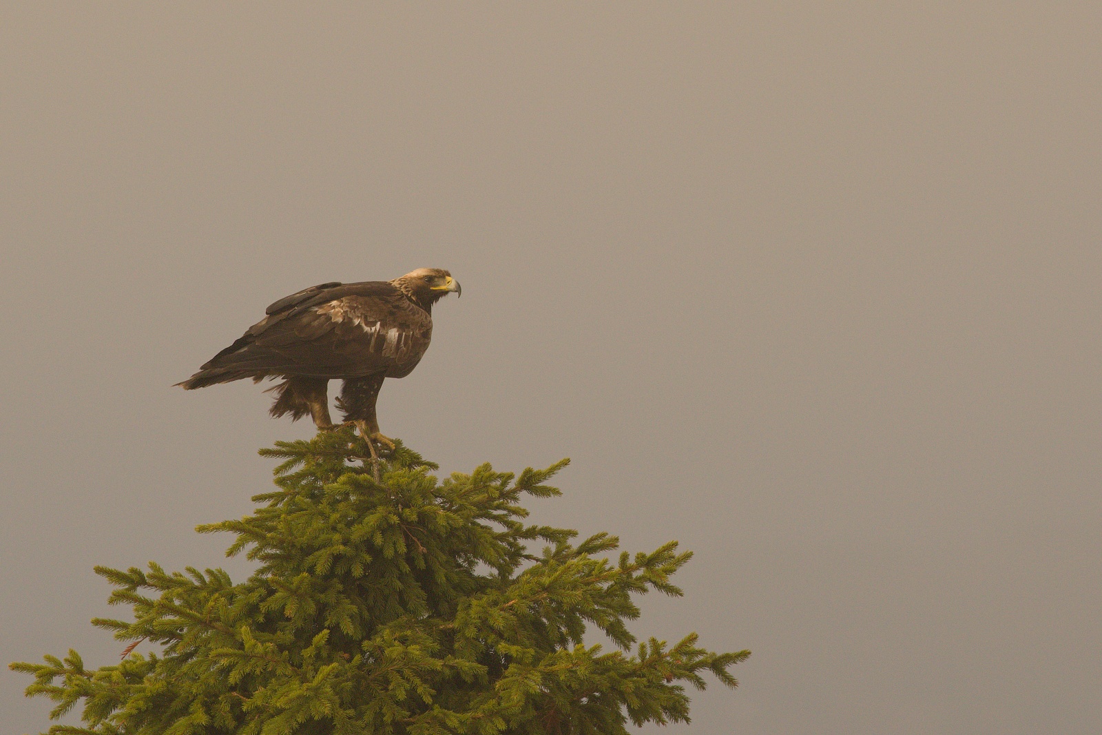 orol skalný (Aquila chrysaetos) Golden eagle, Liptov, Slovensko Canon EOS 7d mark II, Canon 400 mm f5.6 L USM, f7.1, 1/640, ISO 500, 28. apríl 2018