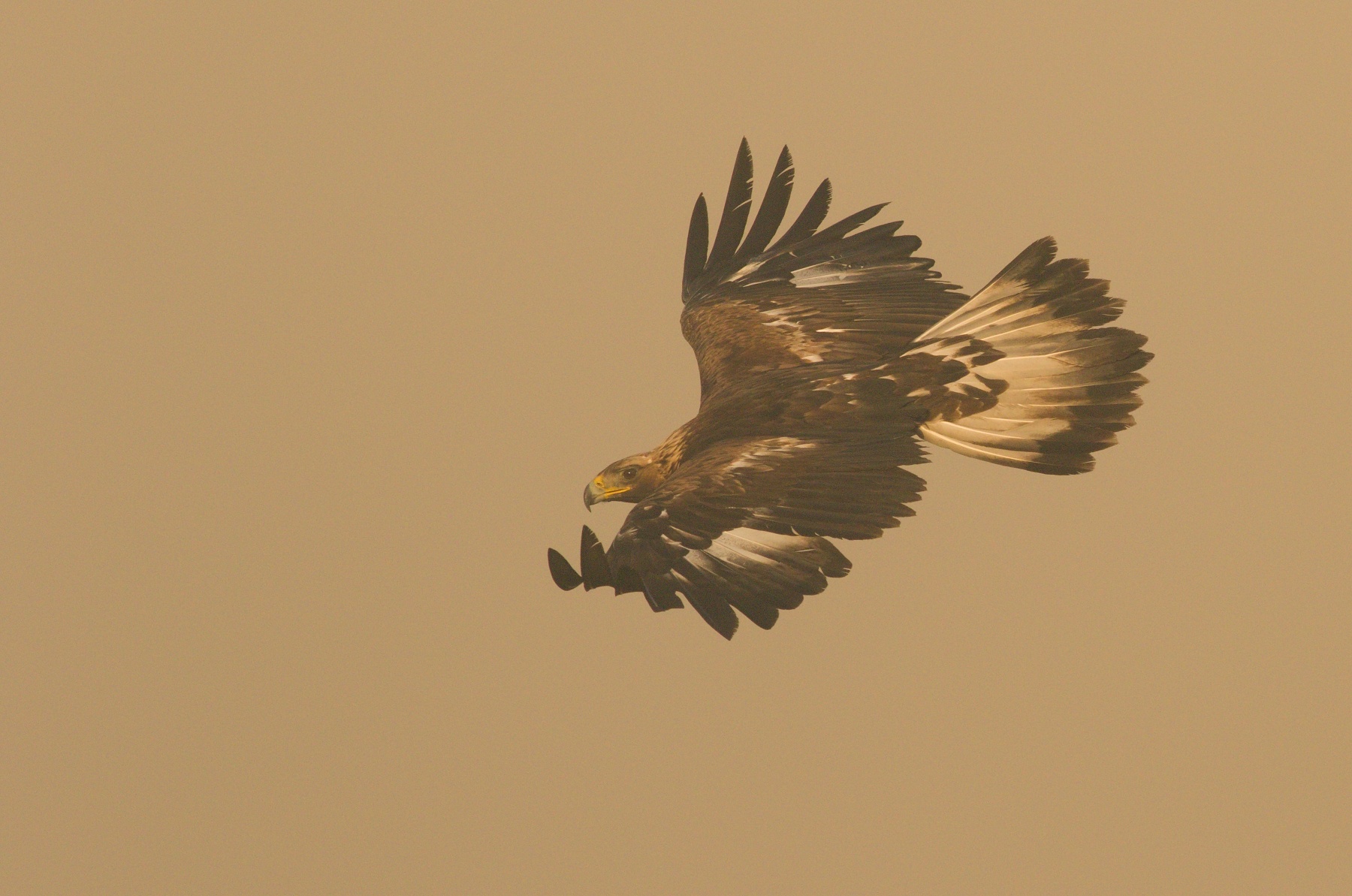 orol skalný (Aquila chrysaetos) Golden eagle, Liptov, Slovensko Canon EOS 7d mark II, Canon 400 mm f5.6 L USM, f7.1, 1/2000, ISO 500, 28. apríl 2018